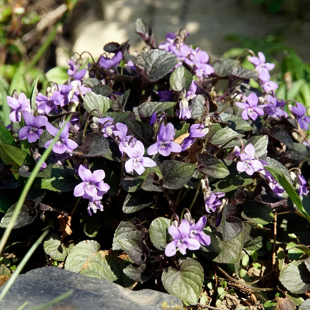 Viola labradorica