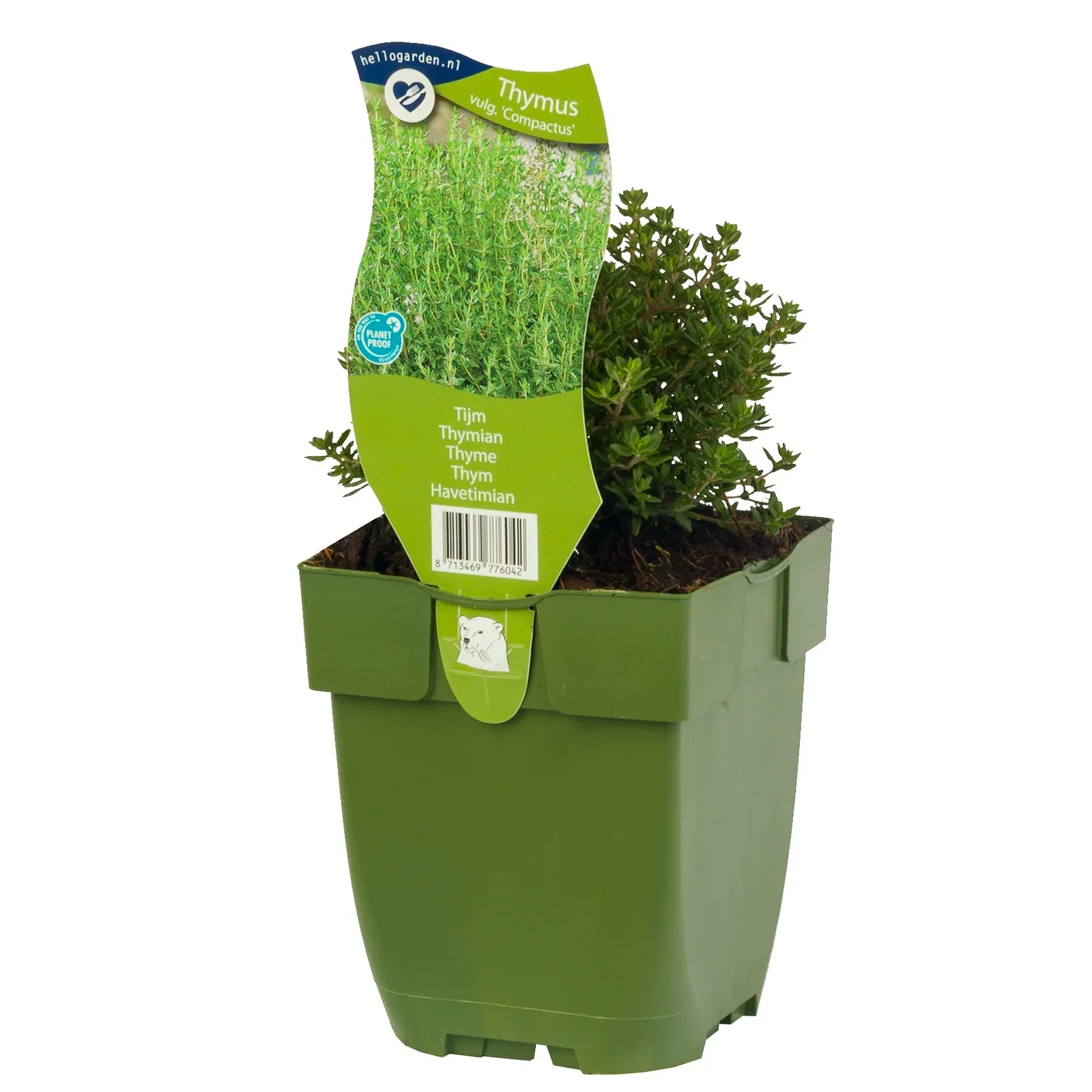 Suppetimian 'Compactus'