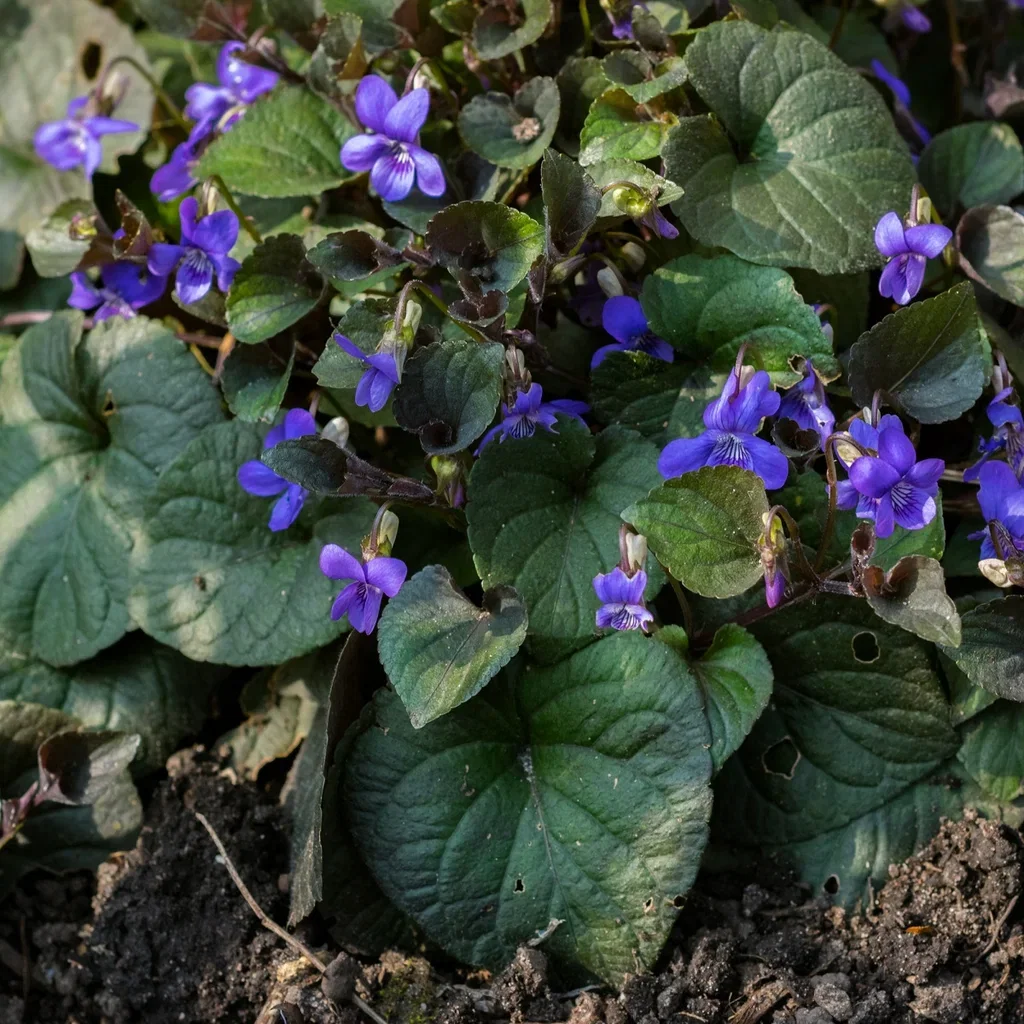 Viola labradorica
