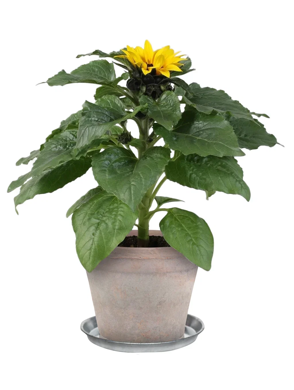 Solsikke 'Sunsation'