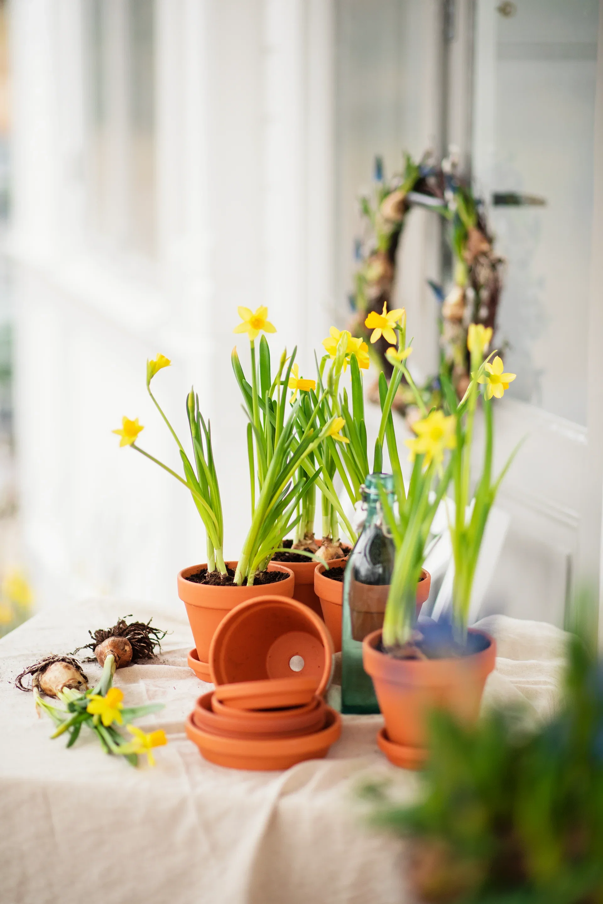 Minipåskelilje 'Tête-à-Tête'