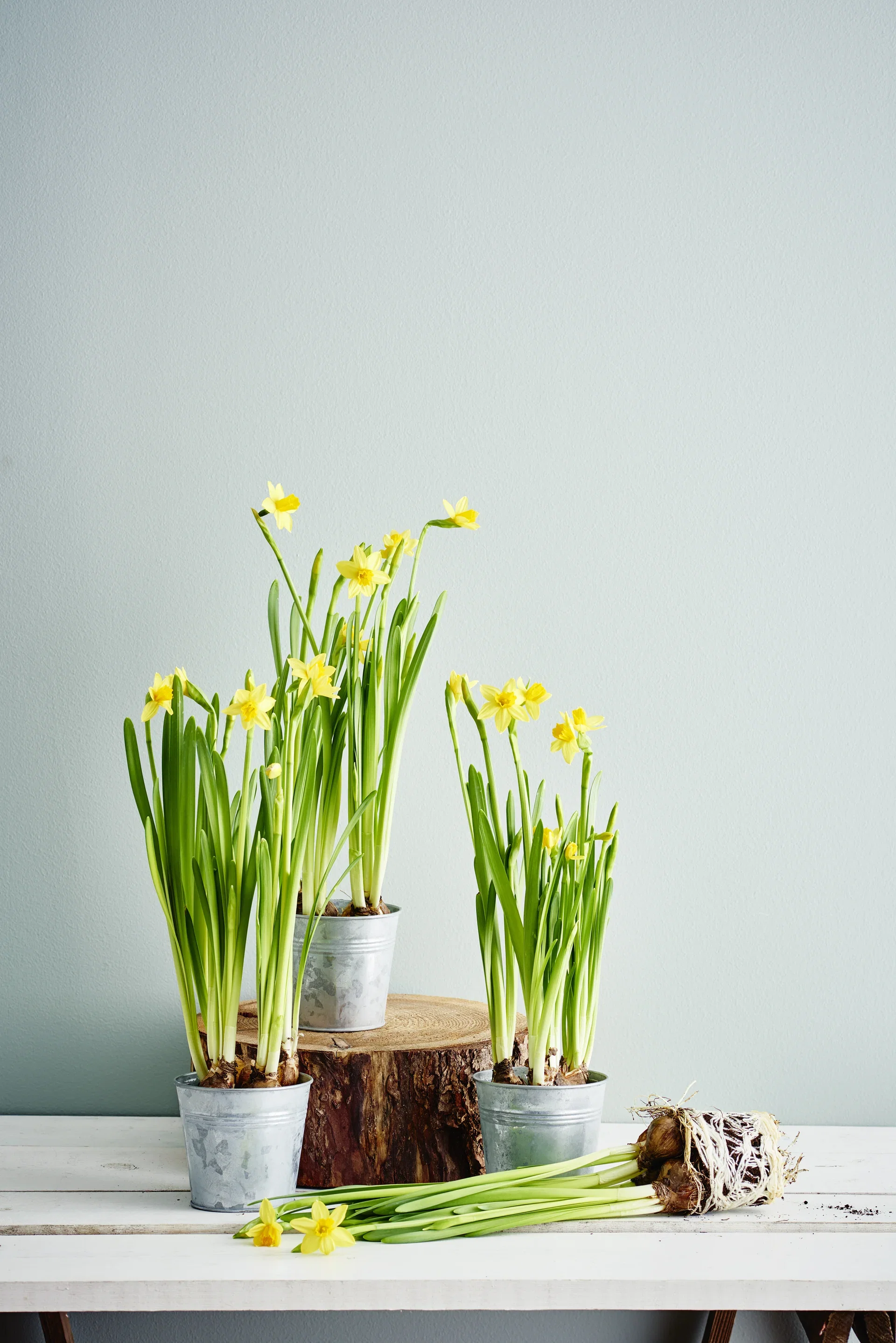 Minipåskelilje 'Tête-à-Tête'