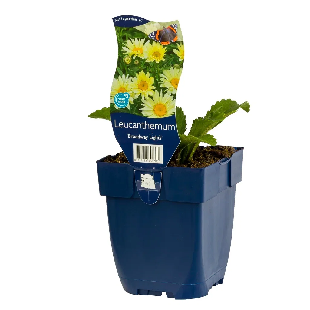 Prestekrage BROADWAY LIGHTS