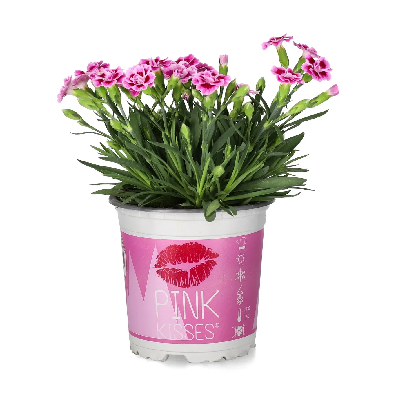 Hagenellik 'Pink Kisses'