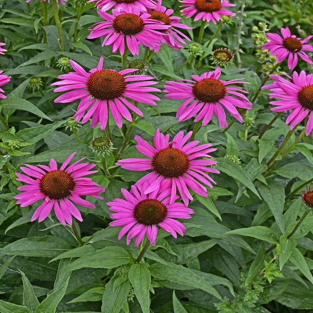 Echinacea purpurea 'Fatal Atraction'