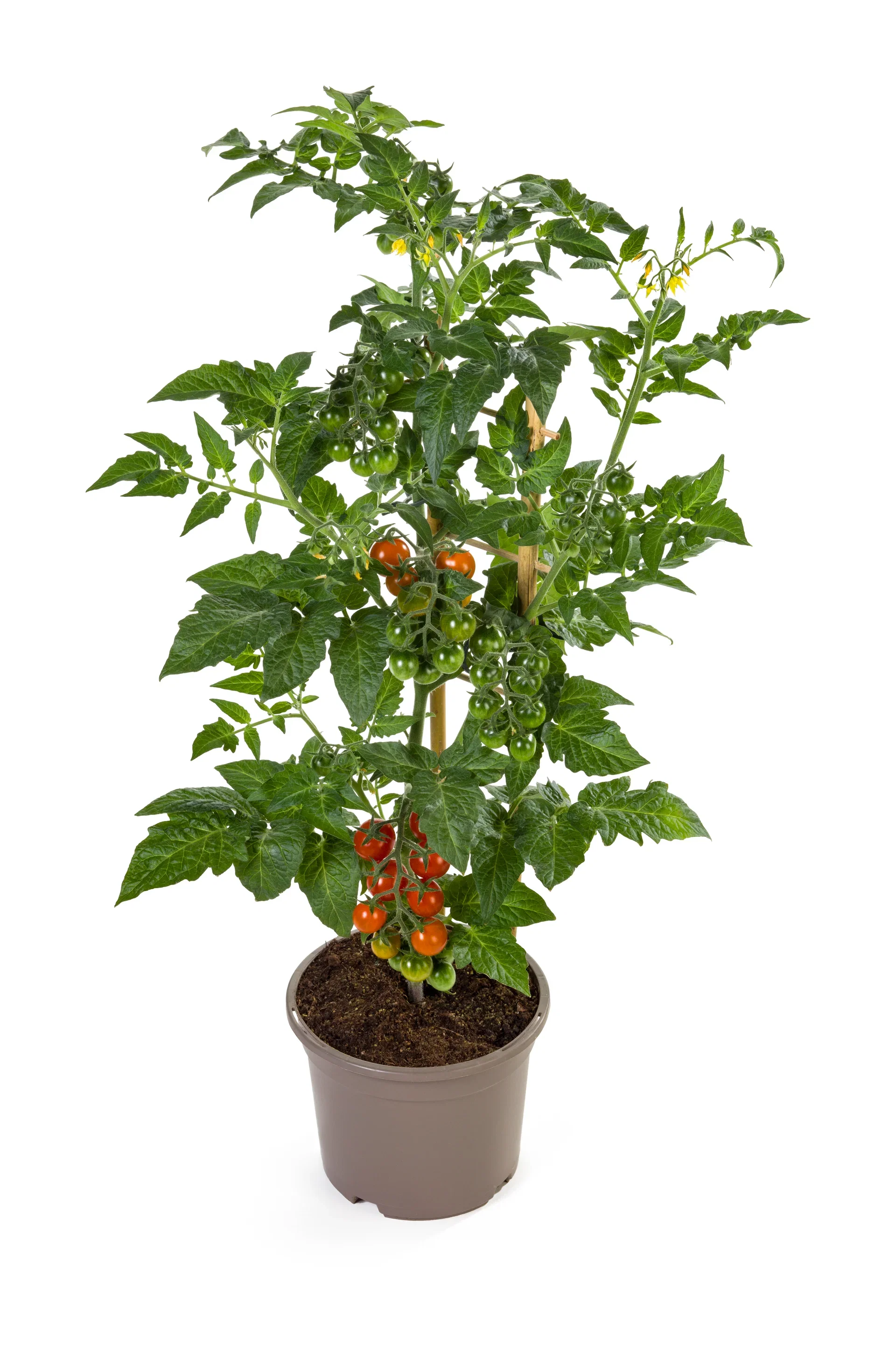 Cherrytomat ‘Candy Berry’