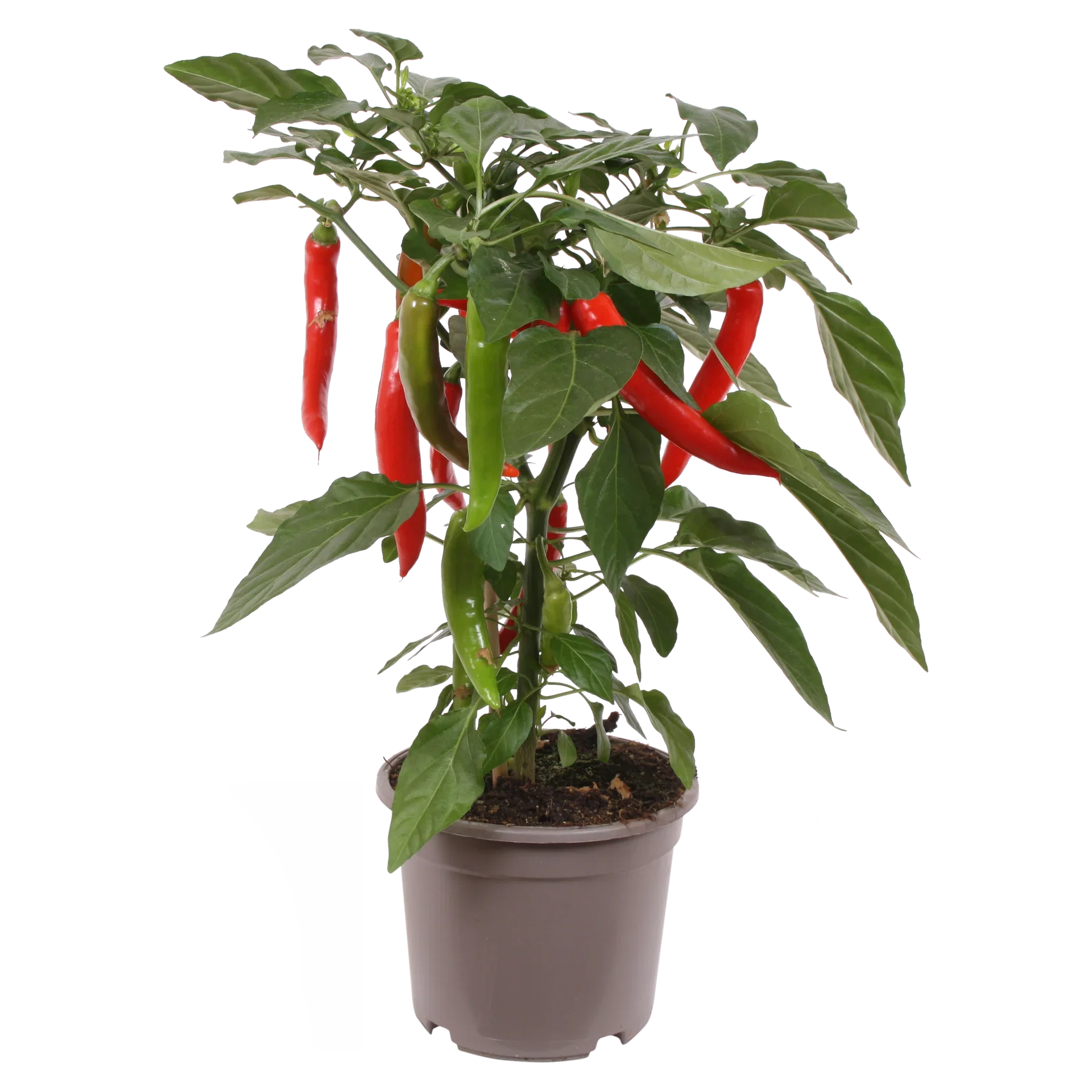 Chilli