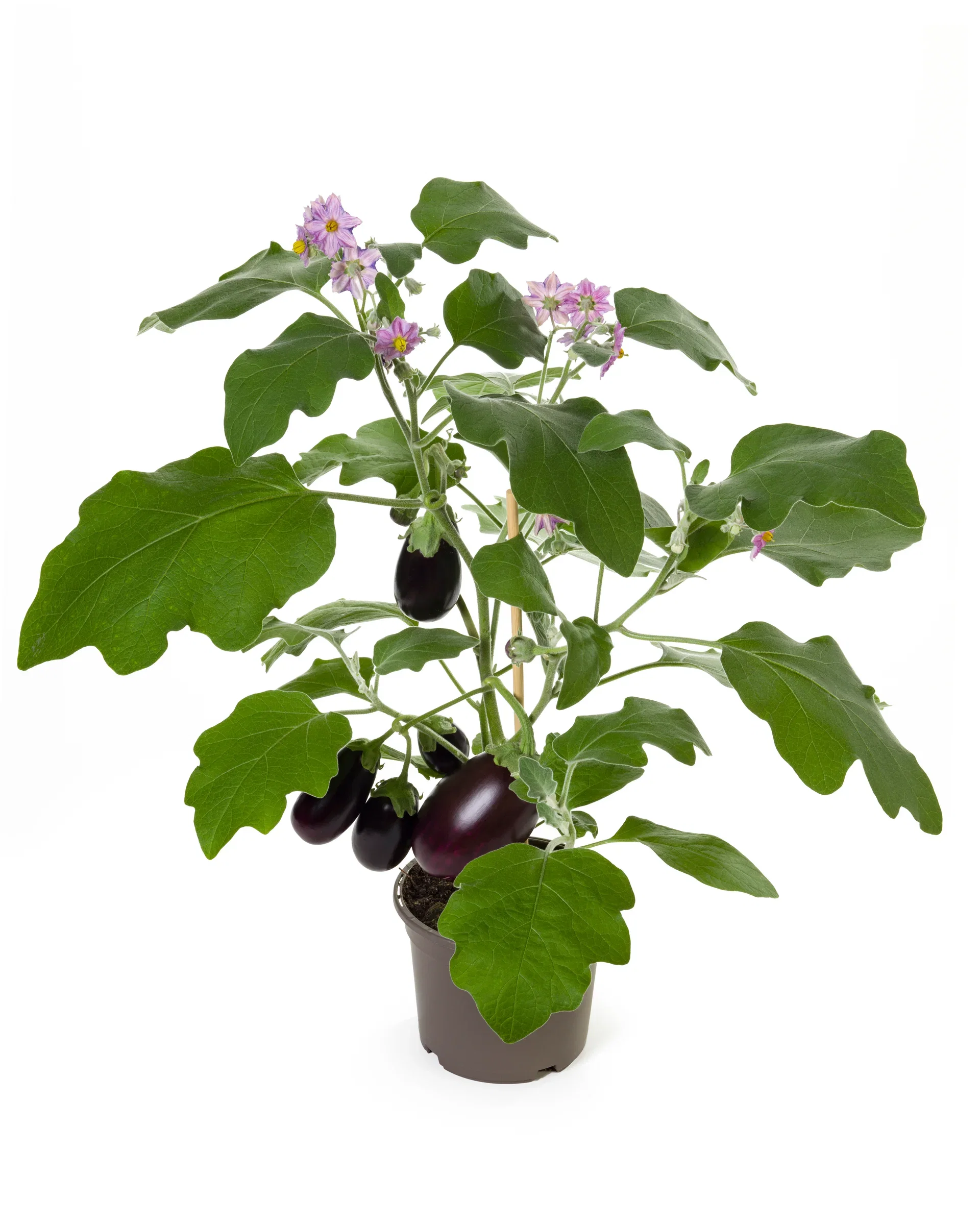 Aubergine 'Roma'