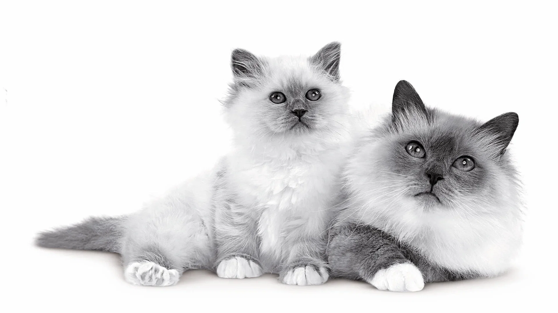 Royal Canin Mother & Babycat