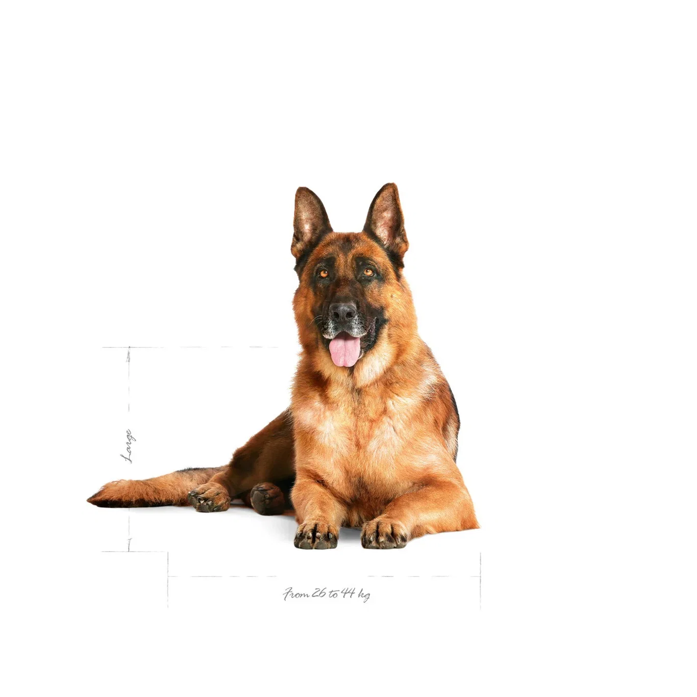 Royal Canin Maxi Ageing 8+