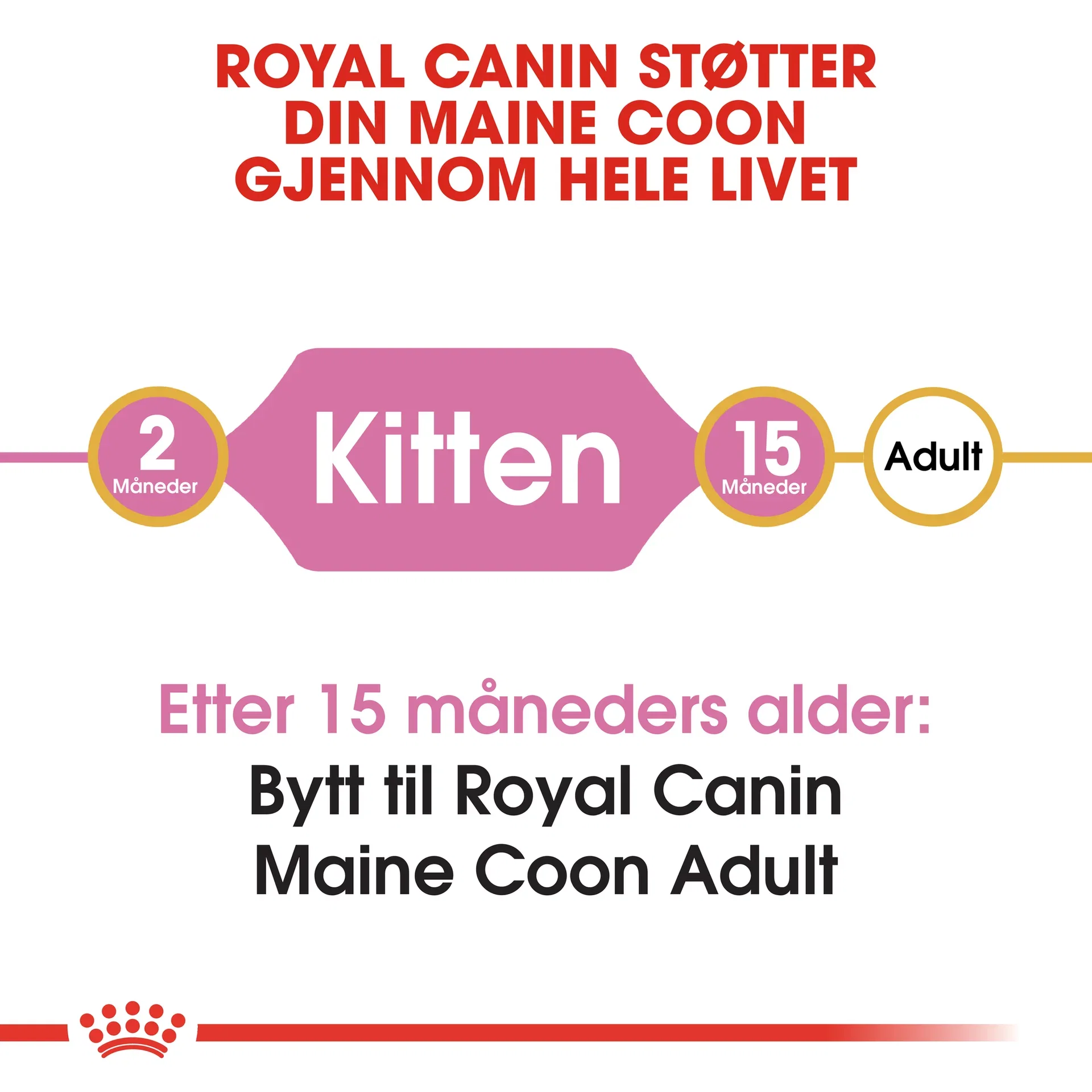 Maine Coon Kitten 2 kg