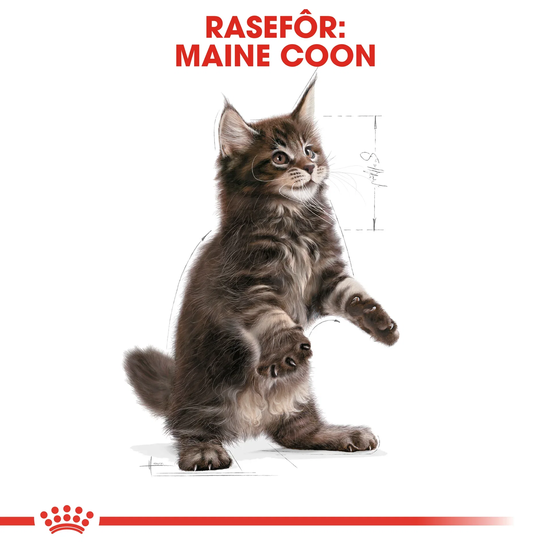 Maine Coon Kitten 2 kg
