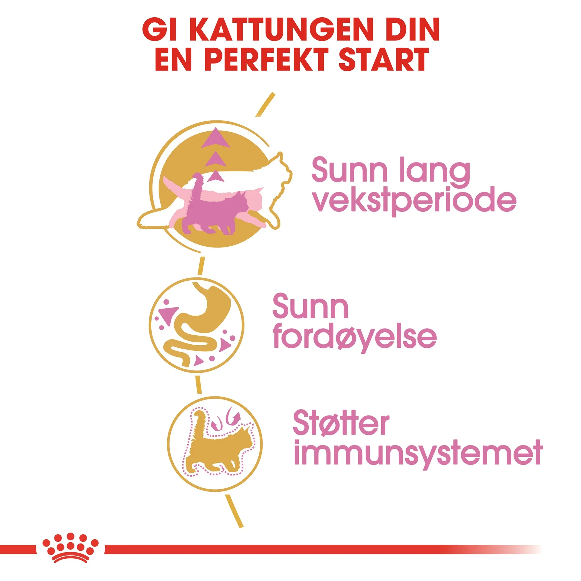 Maine Coon Kitten 2 kg