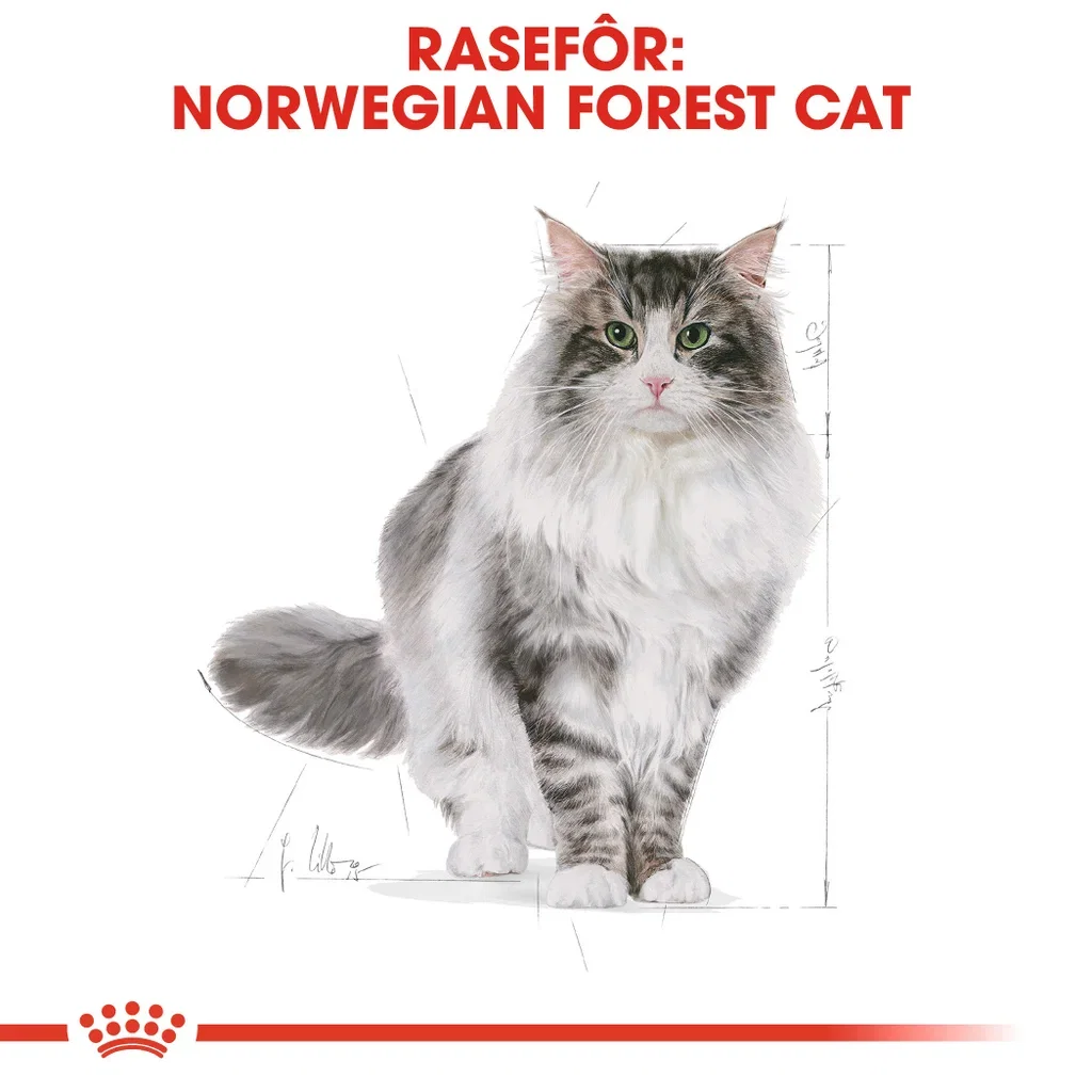 Norwegian Forest Cat Adult 2 kg