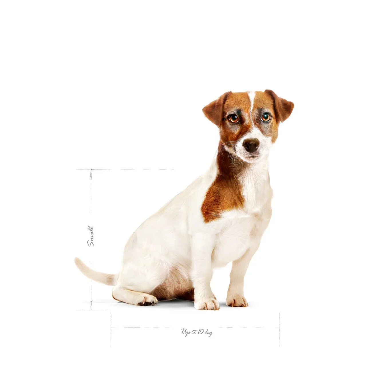 Royal Canin Mini Adult 8+