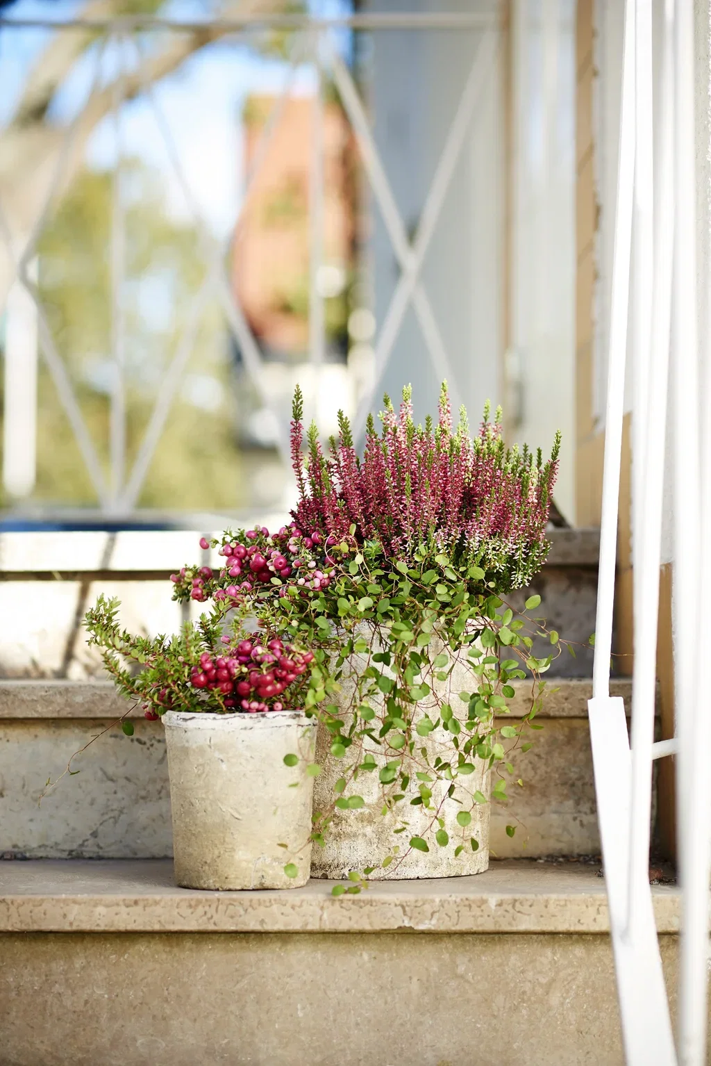 All N. Calluna Red 12 cm