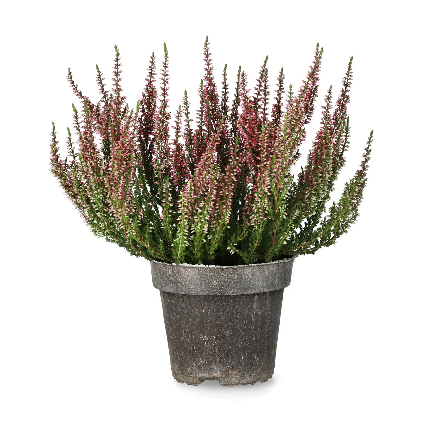 All N. Calluna Red 12 cm
