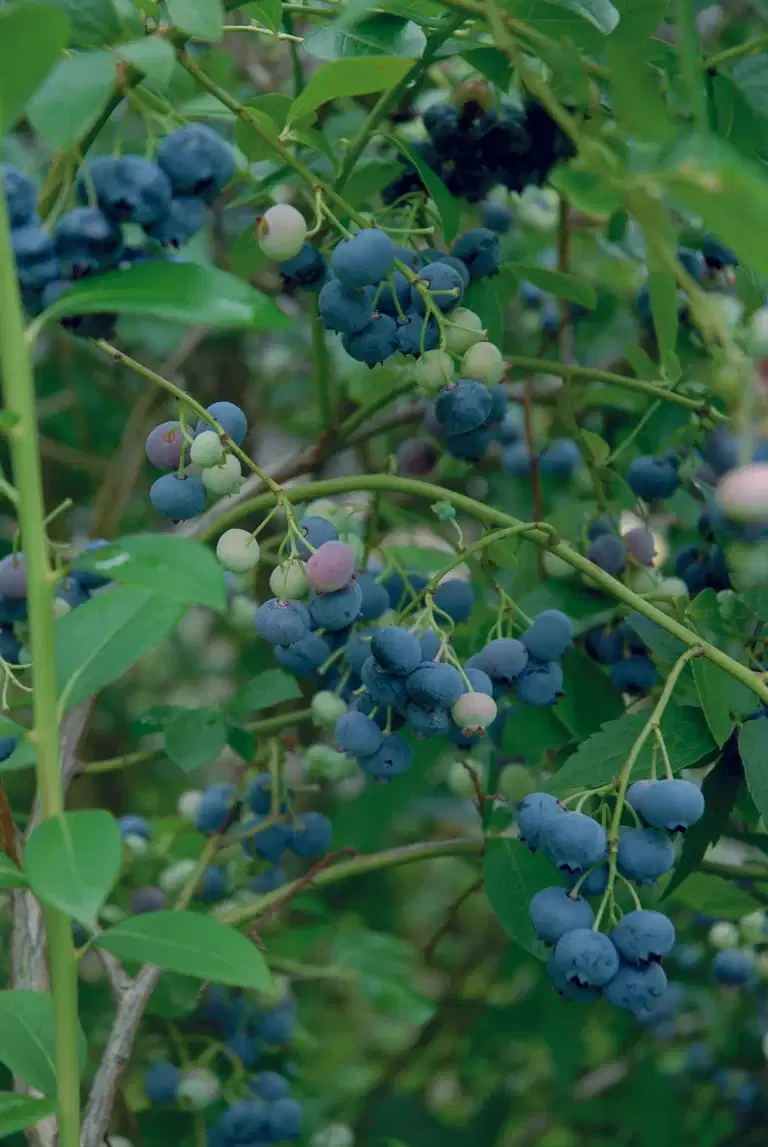 Vaccinium corymbosum 'Patriot' 30-40 17cm