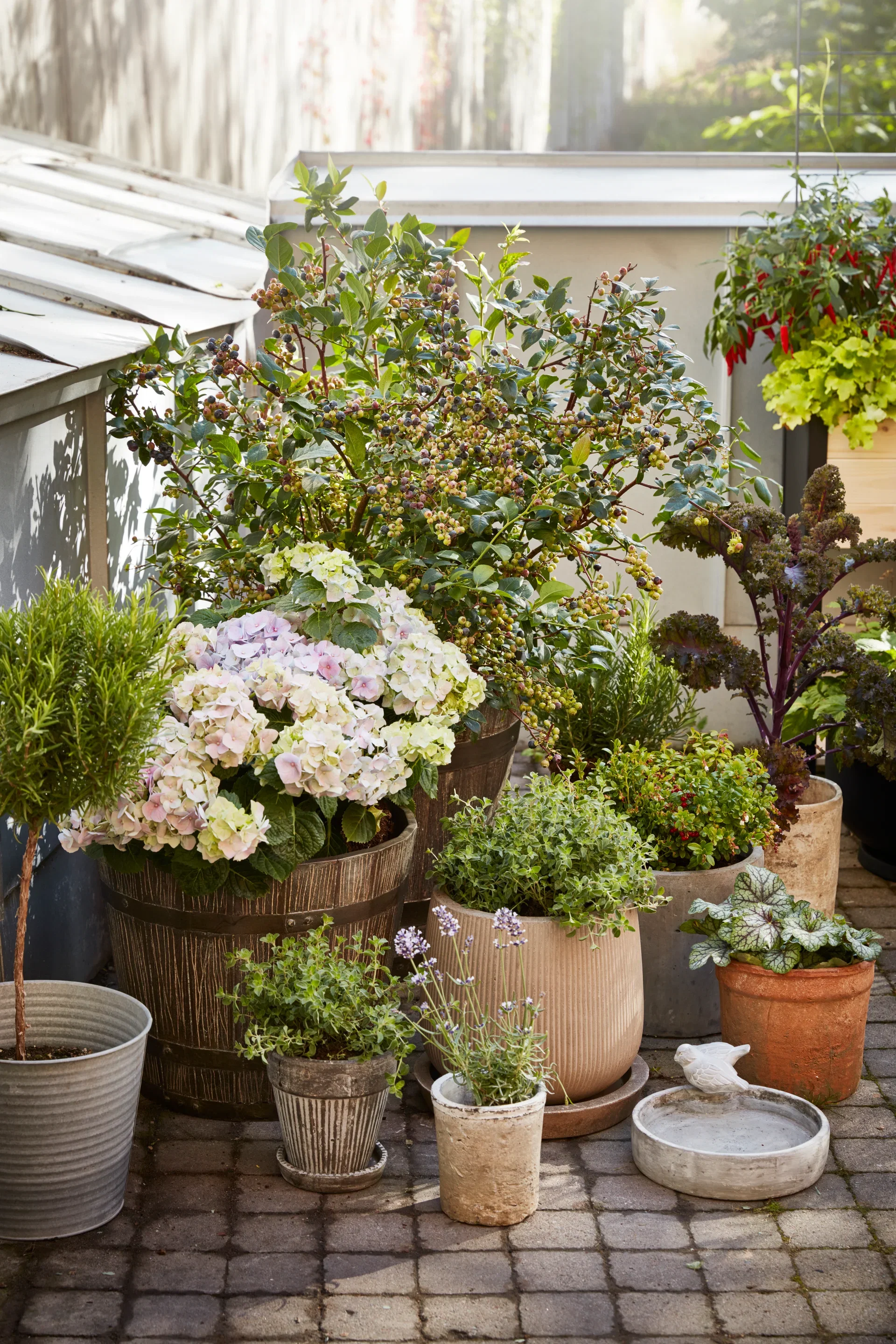 Vaccinium corymbosum 'Patriot' 30-40 17cm