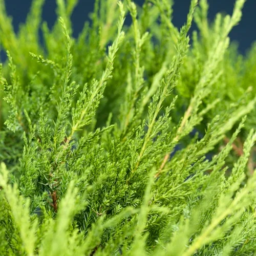 Mellomeiner 'Mint Julep'