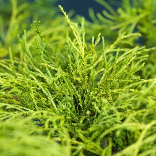 Chamaecyparis pisifera 'Filifera Nana' 20-25cm 17cm