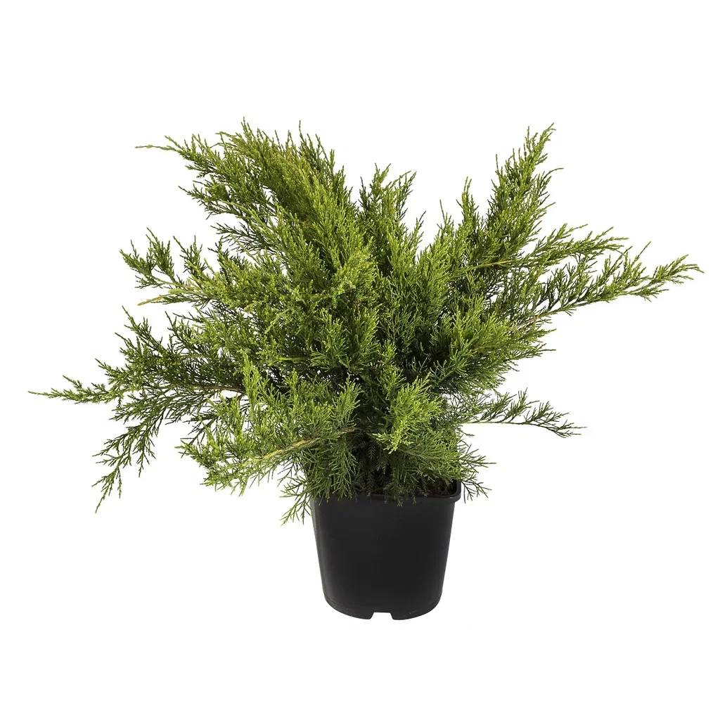 Mellomeiner 'Mint Julep'