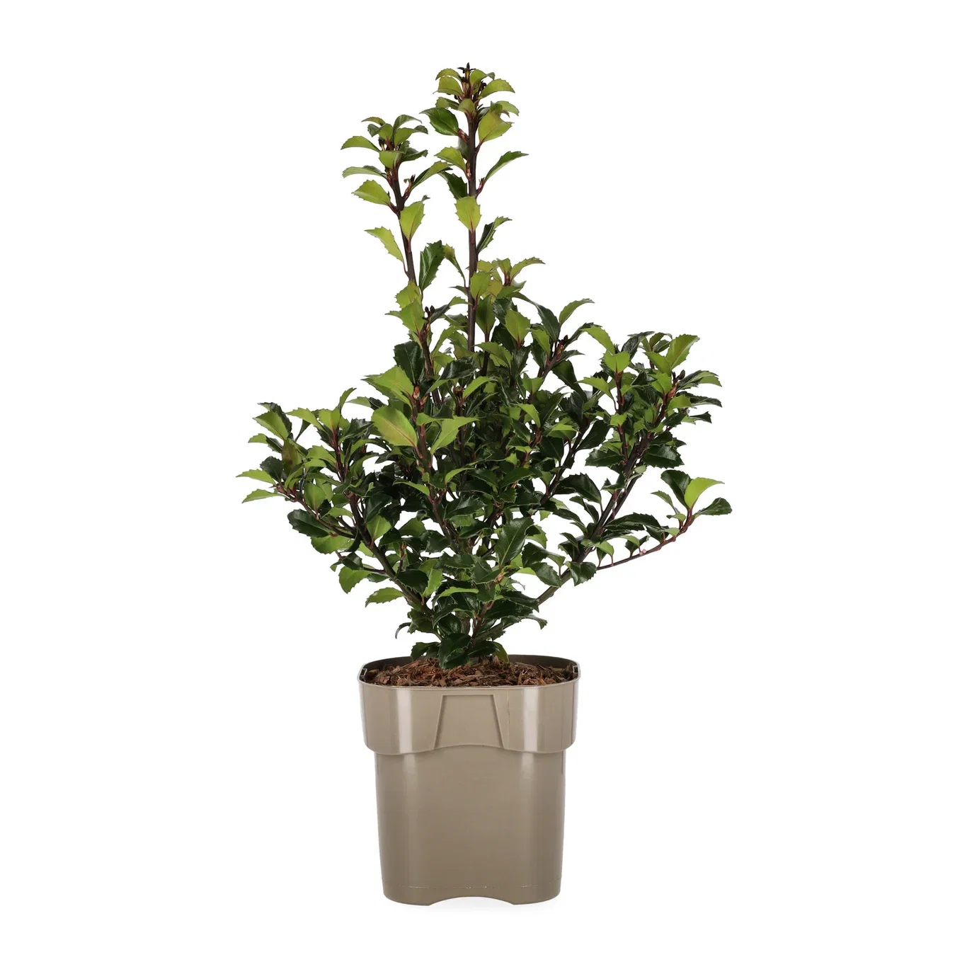 Kristtorn 'Heckenstar'