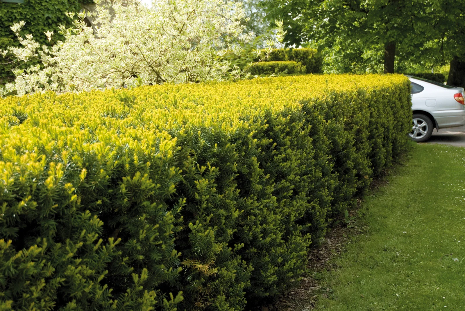 Hybridbarlind 'Hillii'