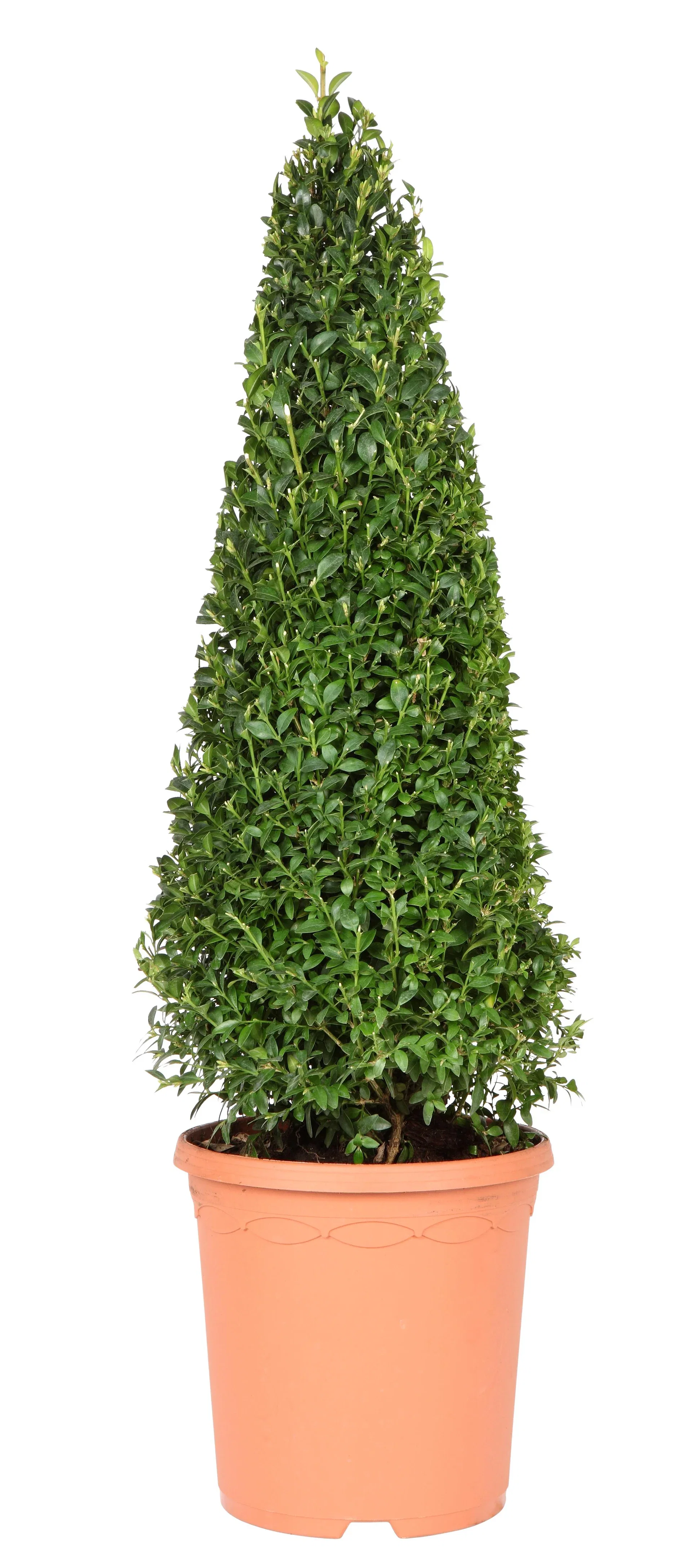 Europabuksbom, pyramide