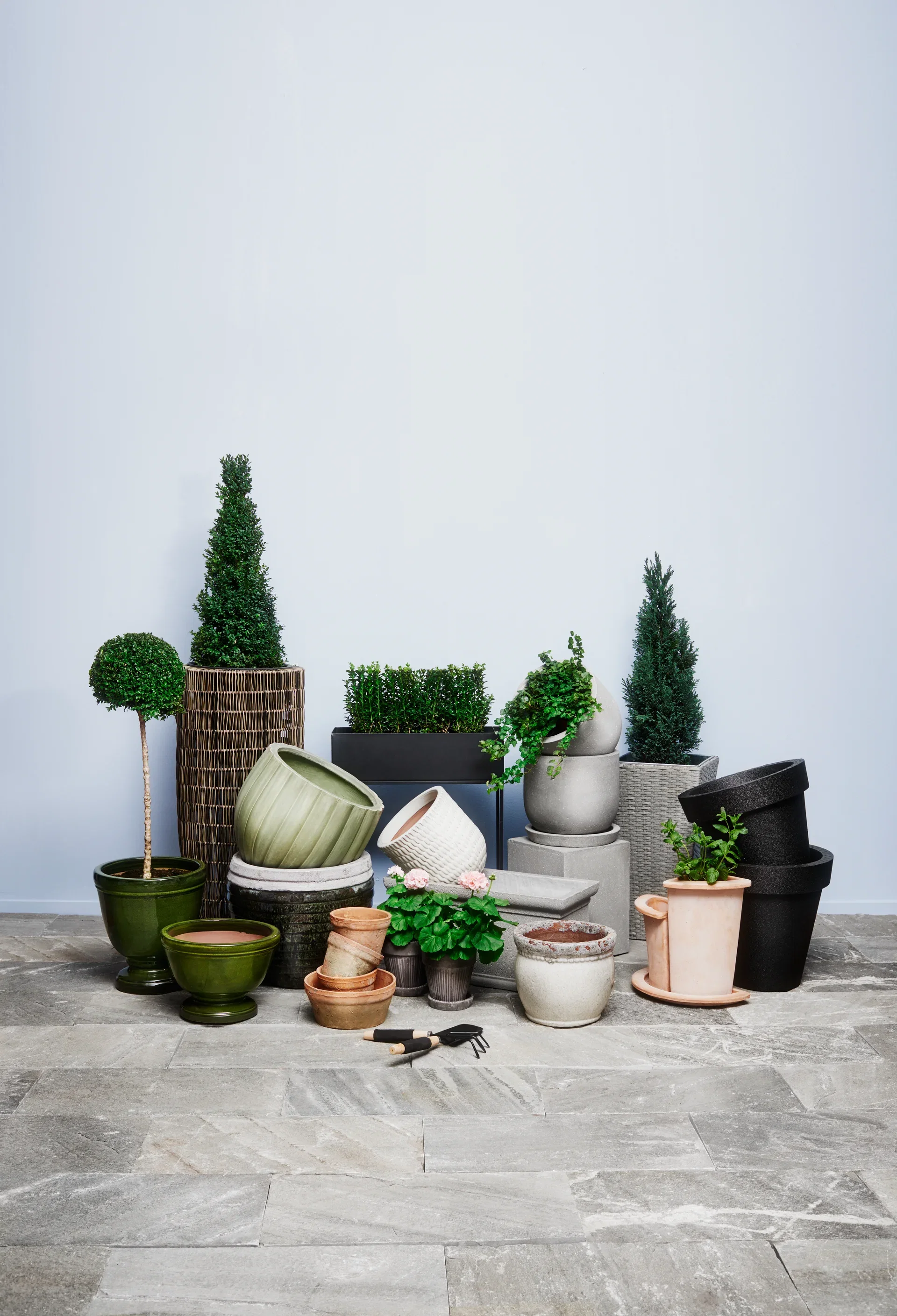 Europabuksbom, oppstammet