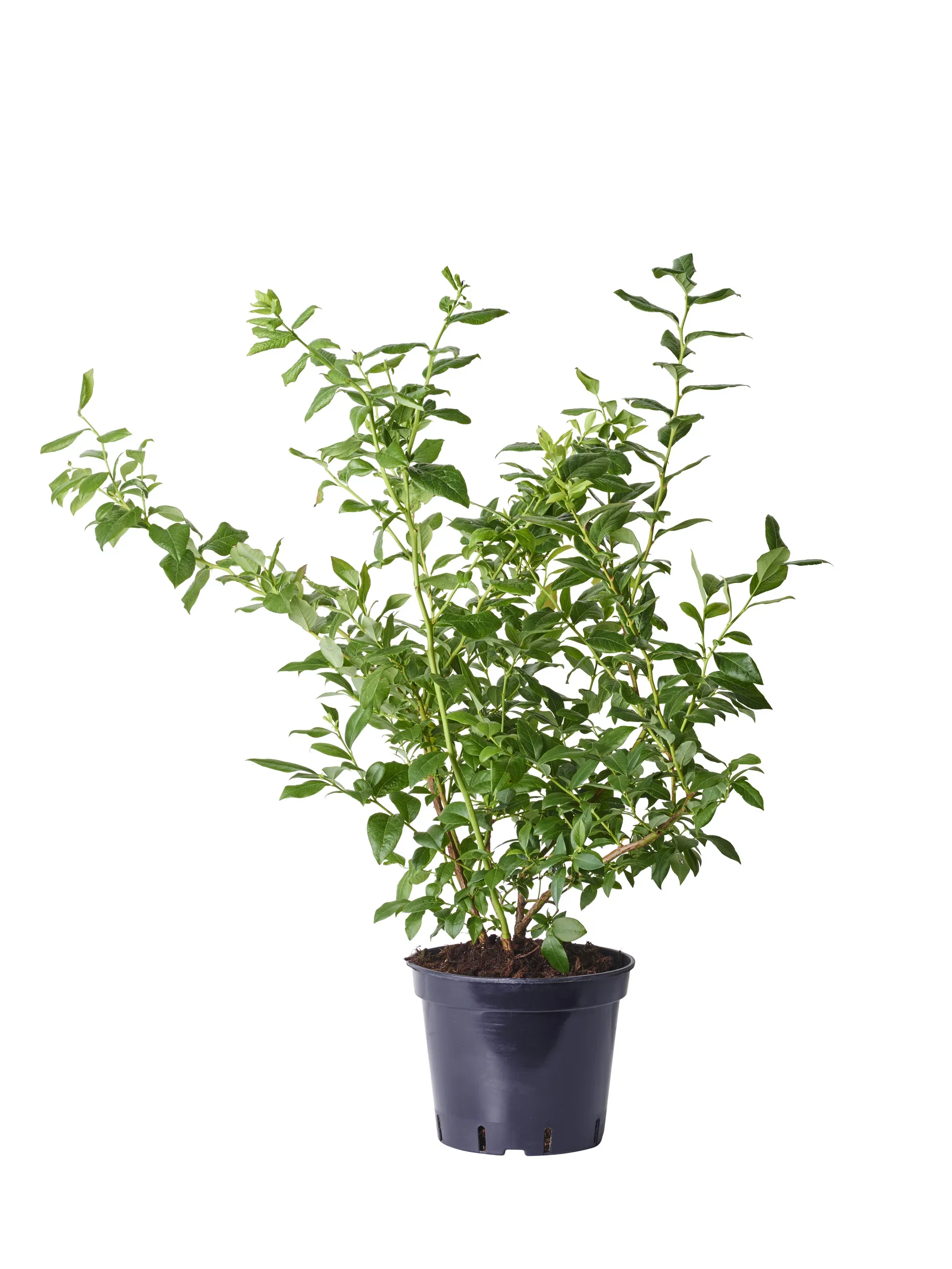 Hageblåbær 'Bluecrop'