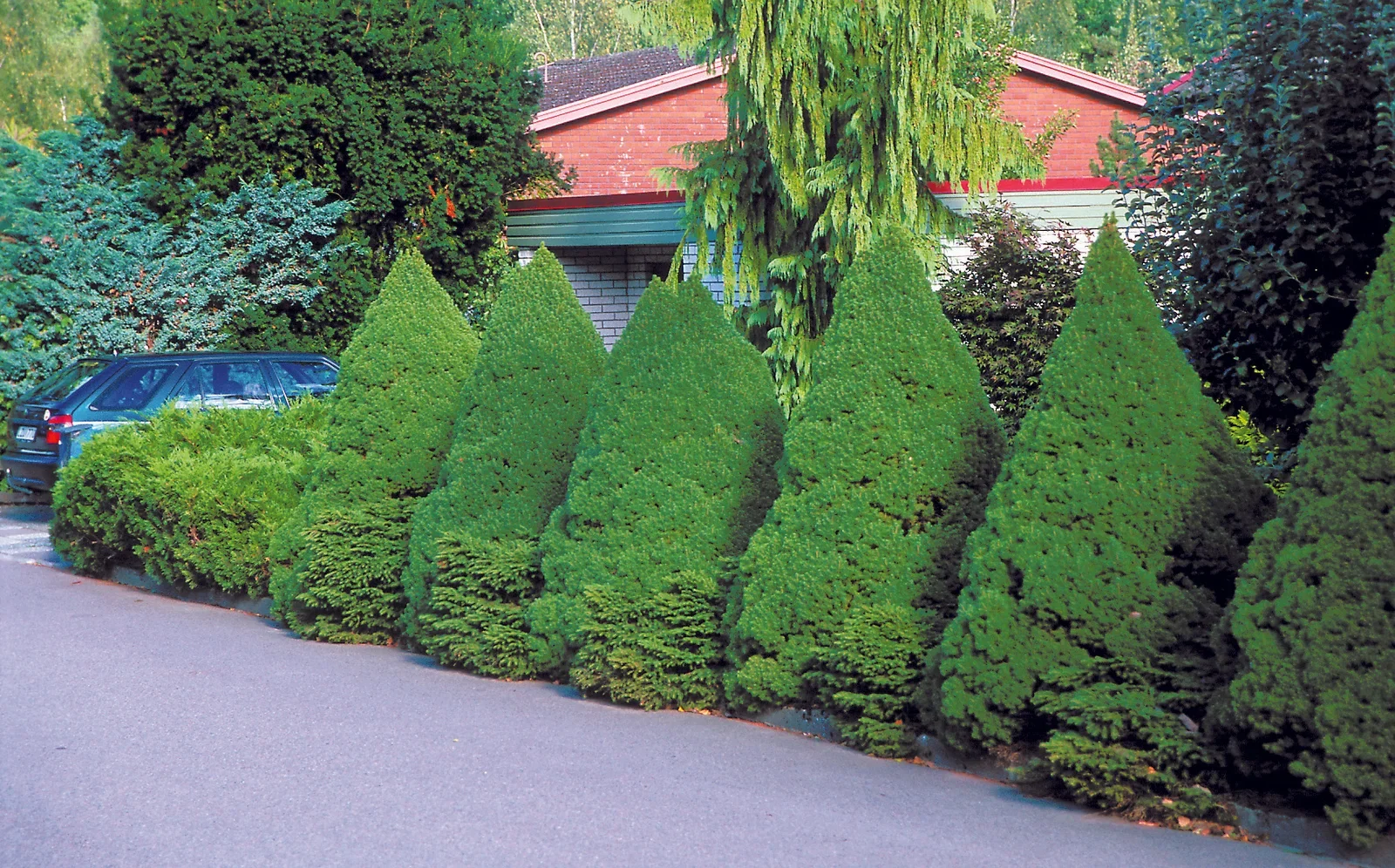 Picea glauca 'Conica' 25-30cm 17cm