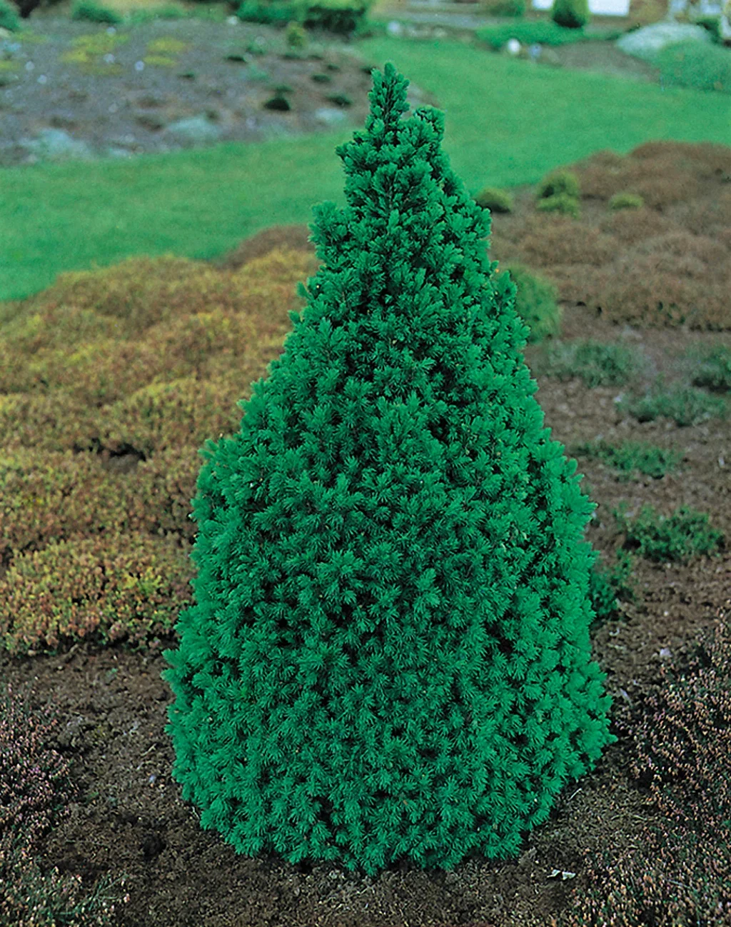 Picea glauca 'Conica' 25-30cm 17cm