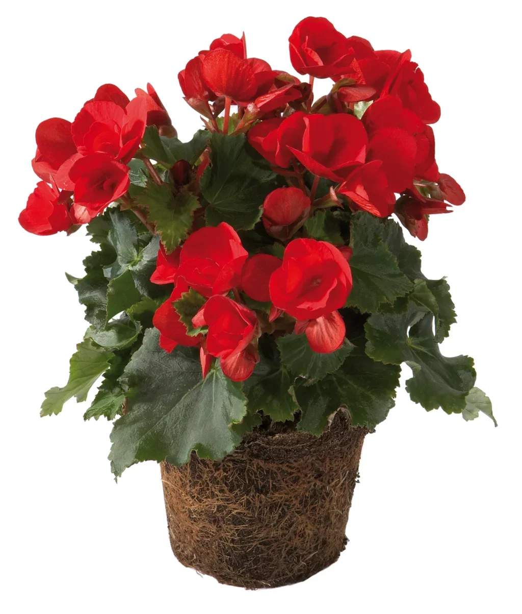 Begonia Betulia 12 cm