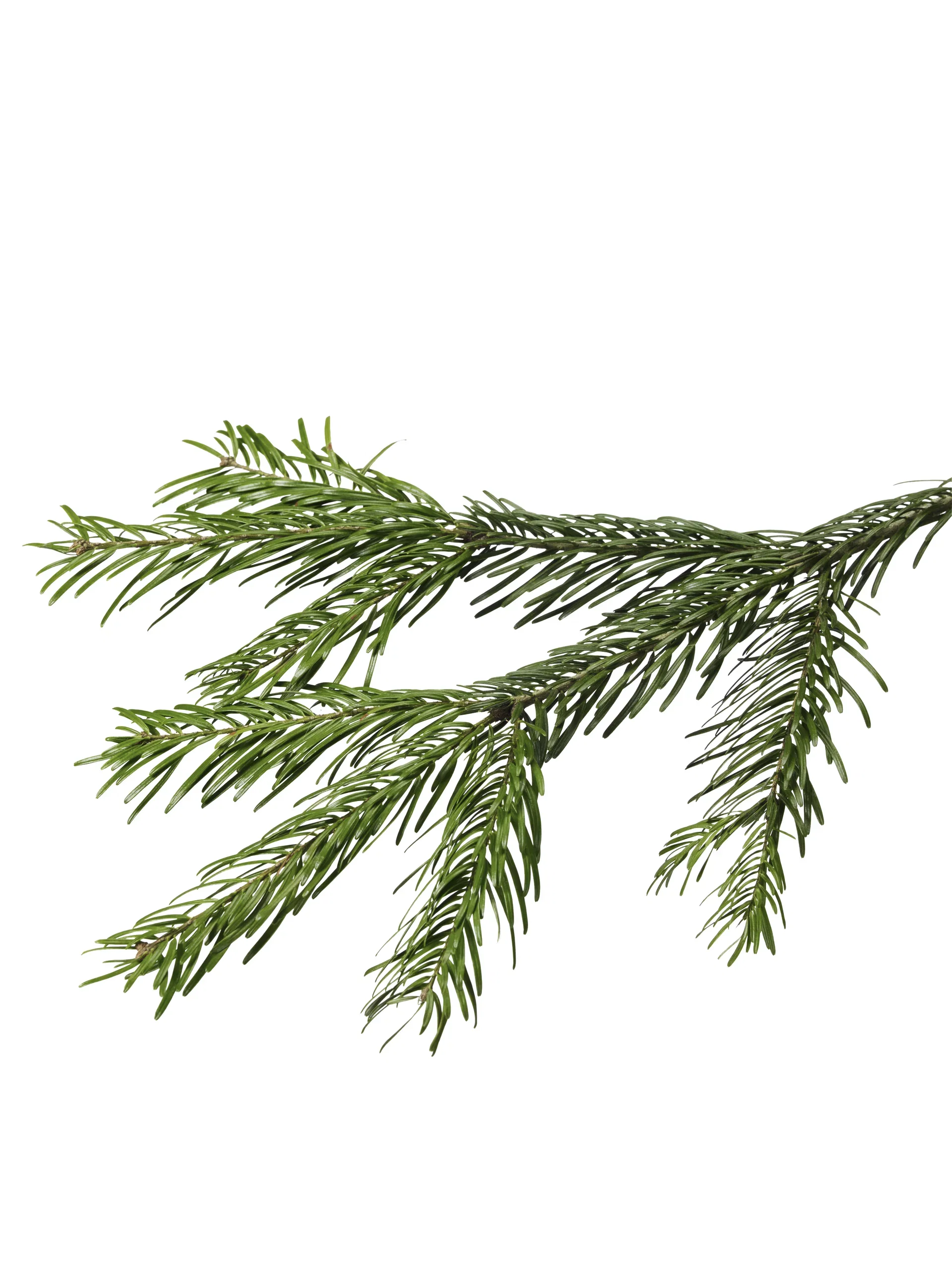 Abies Nordmanniana 160-190 cm