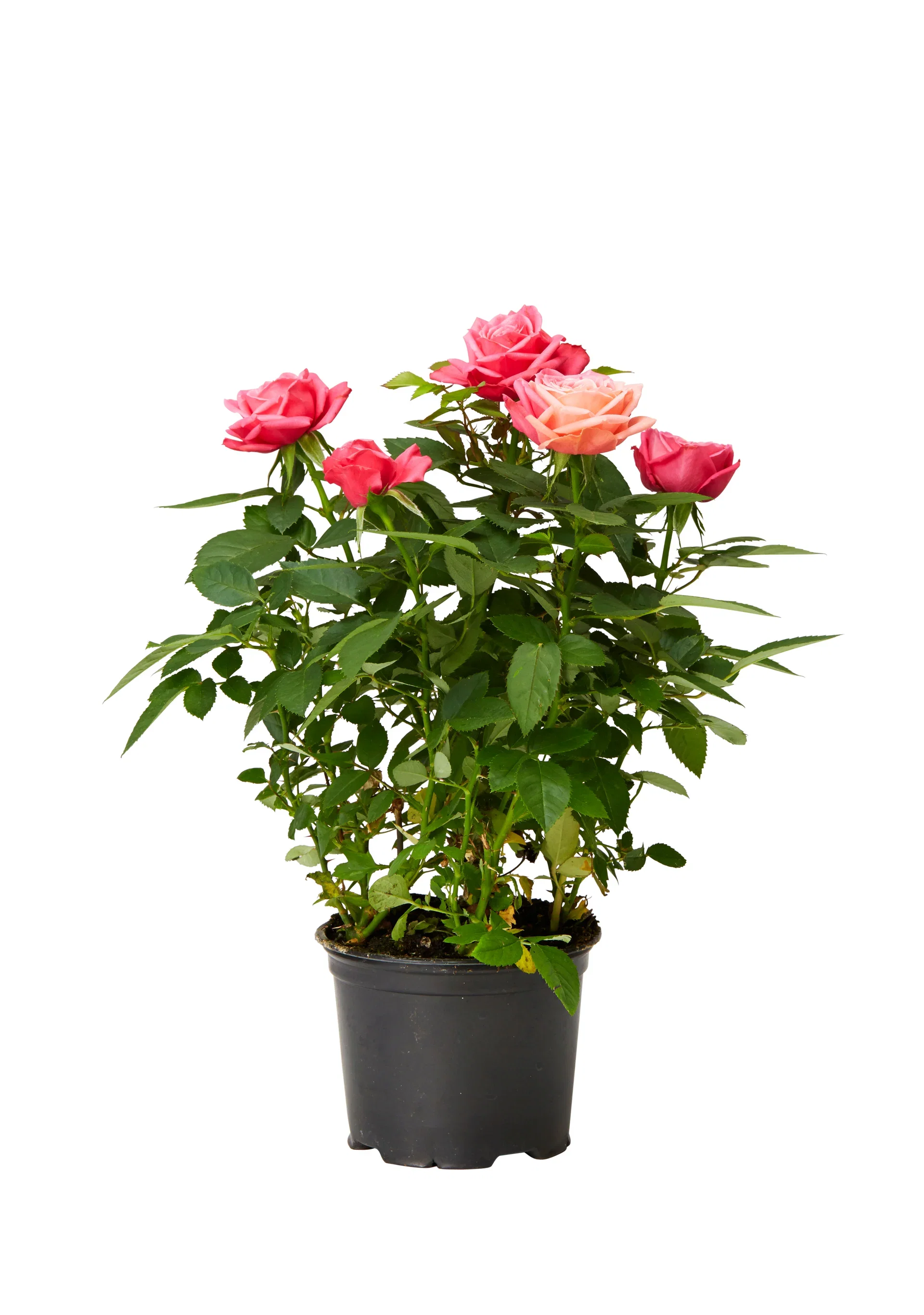 Rosa mix colors 10,5 cm