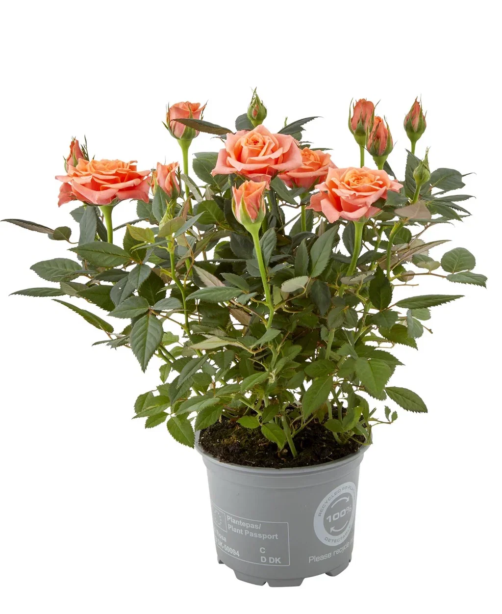 Rosa mix colors 10,5 cm