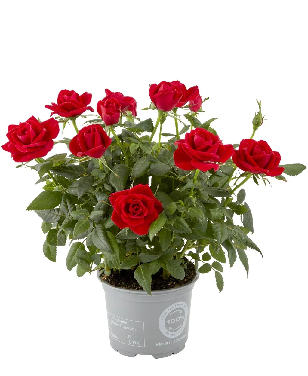 Rosa mix colors 10,5 cm