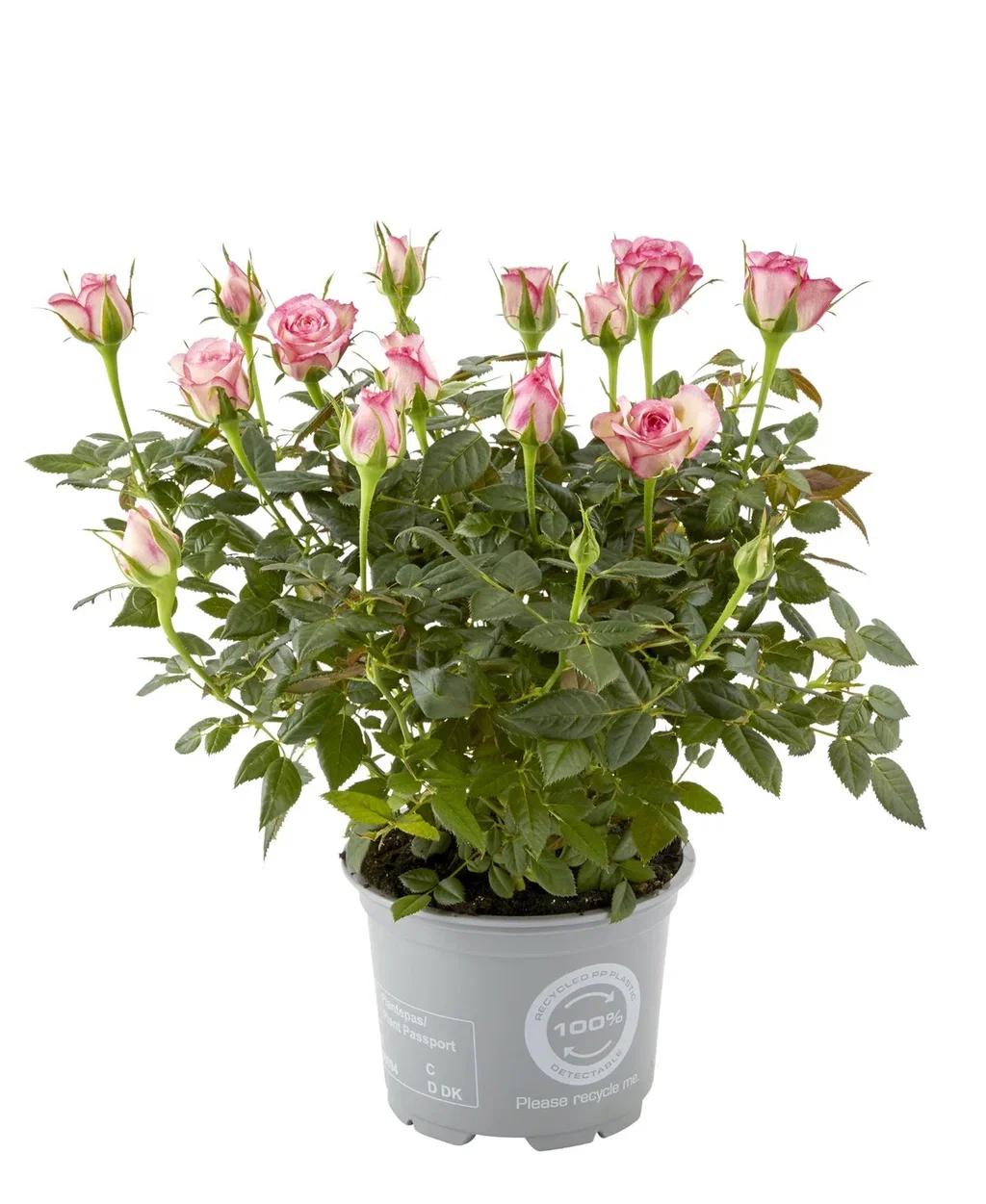 Rosa mix colors 10,5 cm