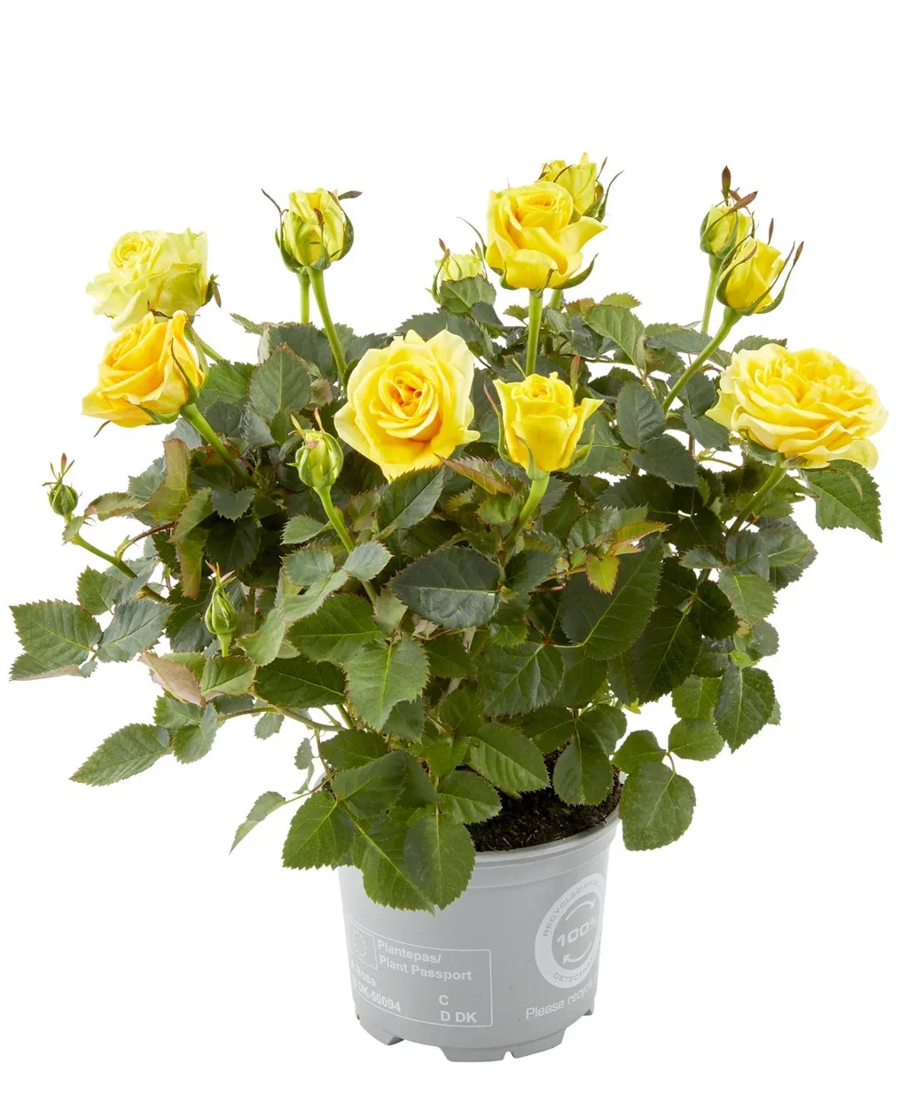 Rosa mix colors 10,5 cm