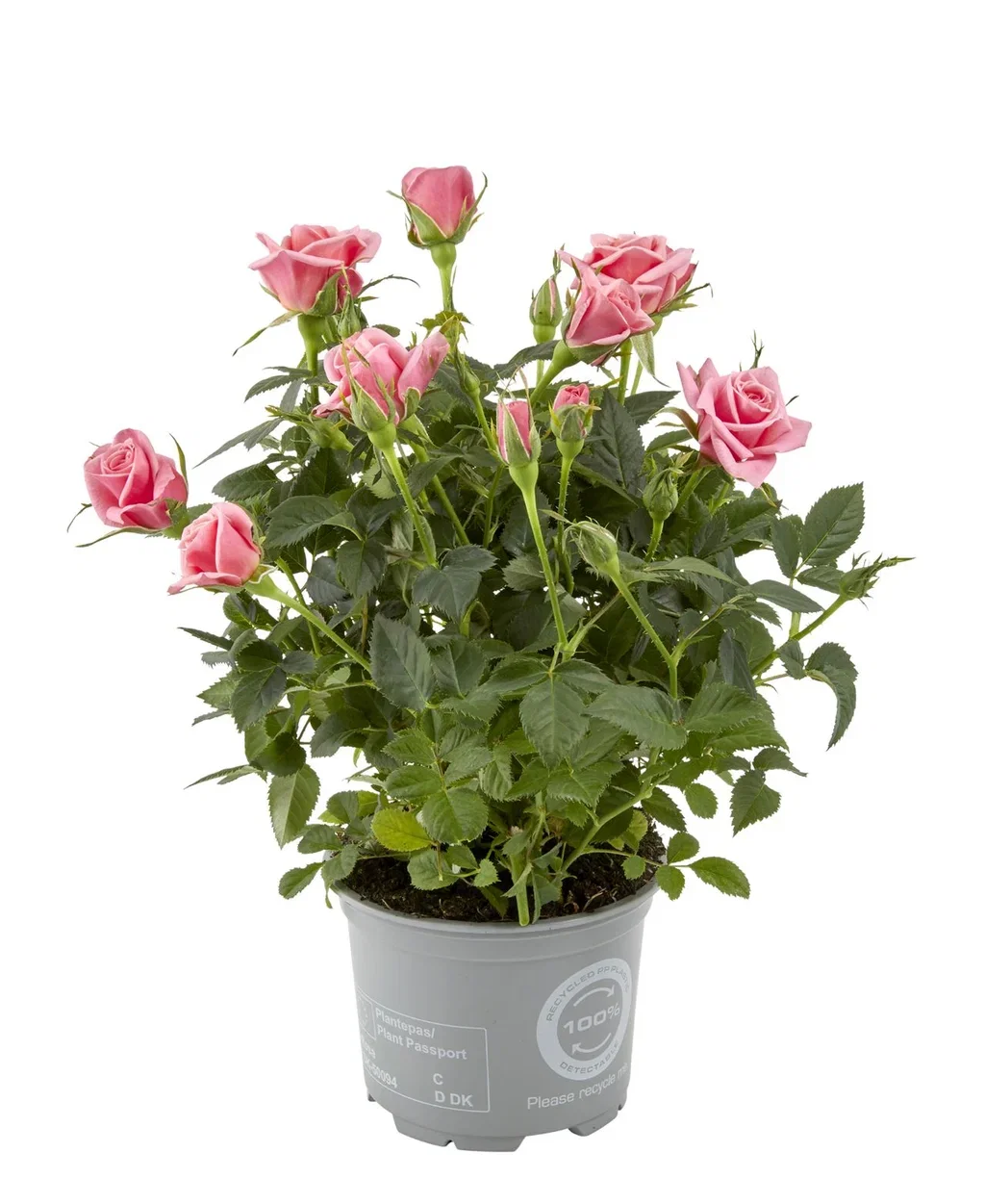 Rosa mix colors 10,5 cm