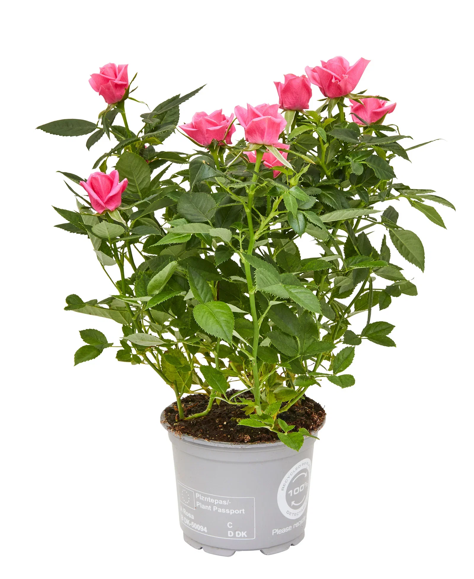 Rosa mix colors 10,5 cm