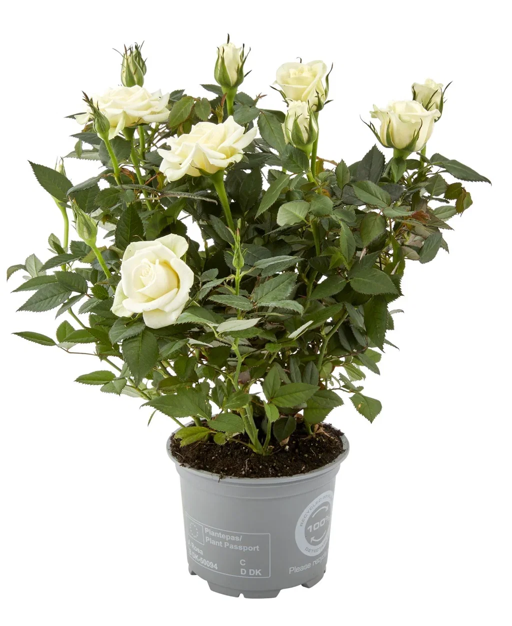 Rosa mix colors 10,5 cm