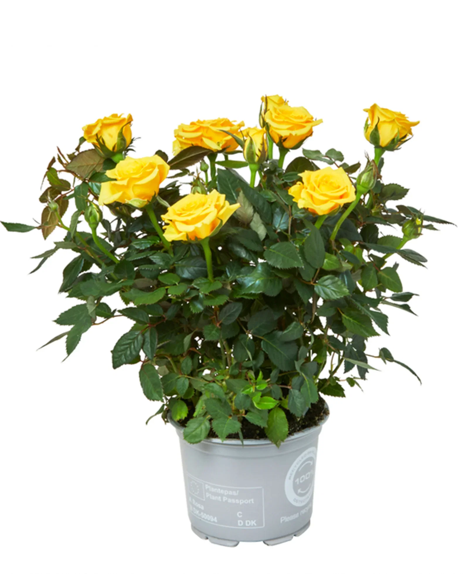 Rosa mix colors 10,5 cm