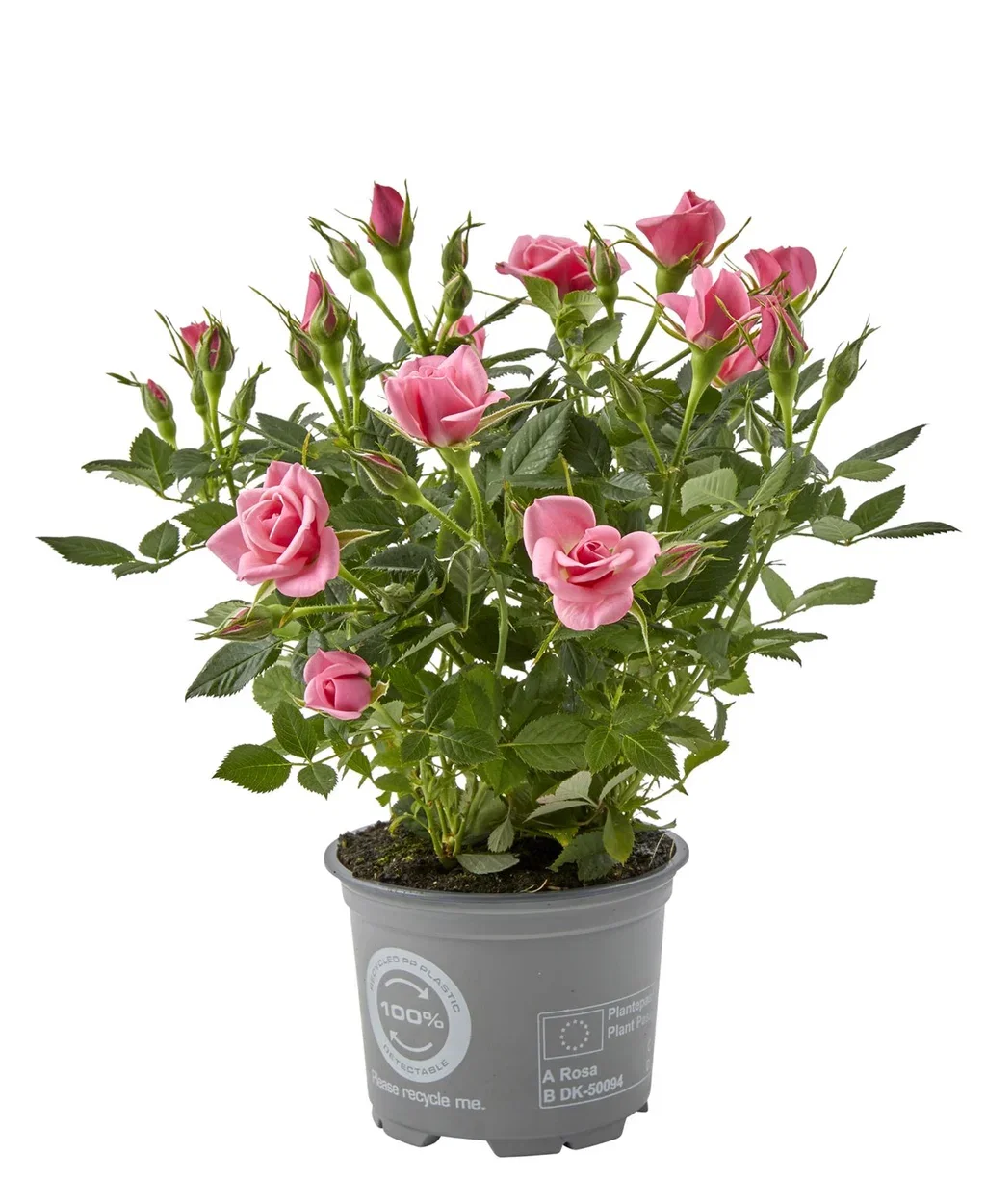 Rosa mix colors 10,5 cm