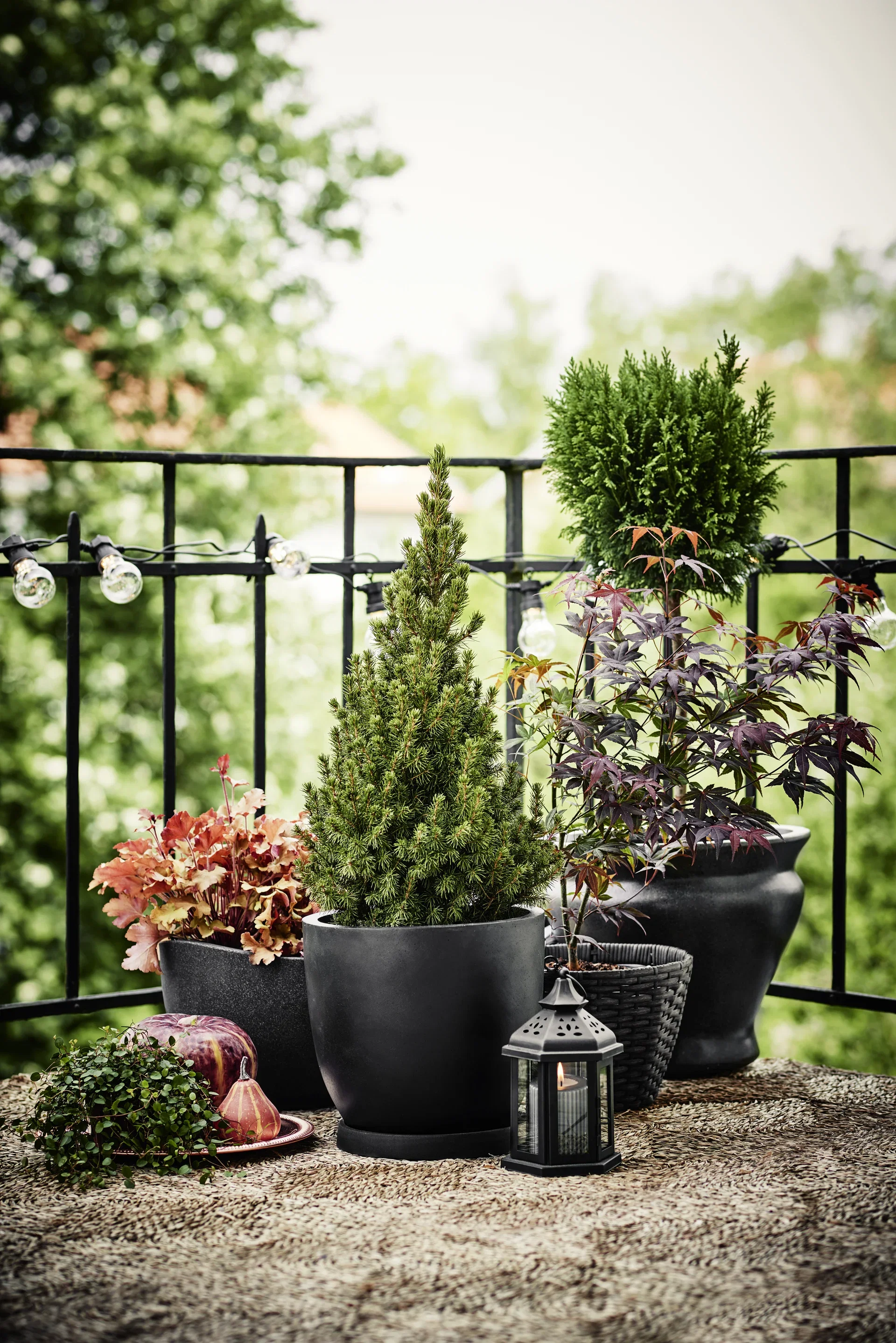 Muehlenbeckia complexa 11 cm