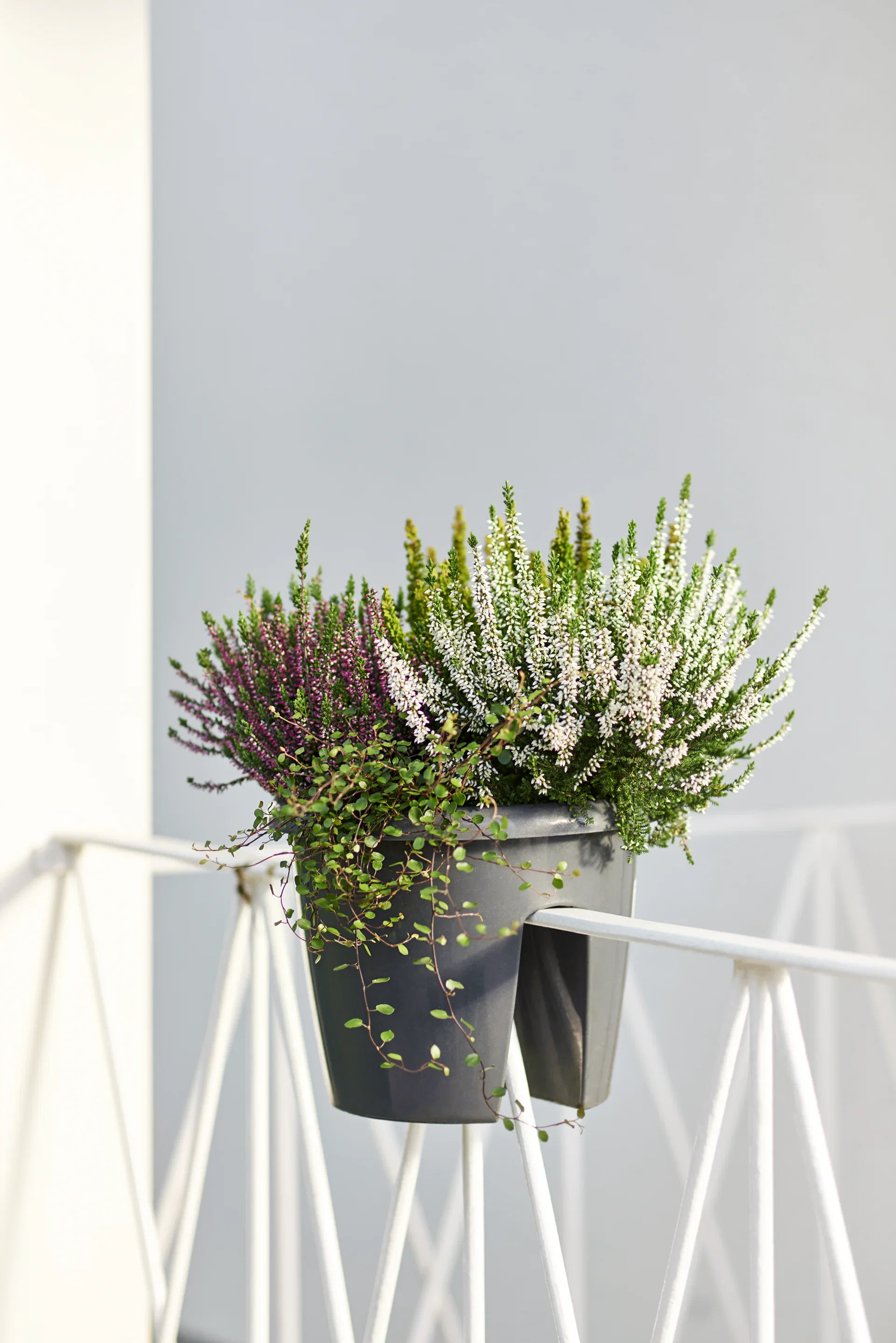 Muehlenbeckia complexa 11 cm