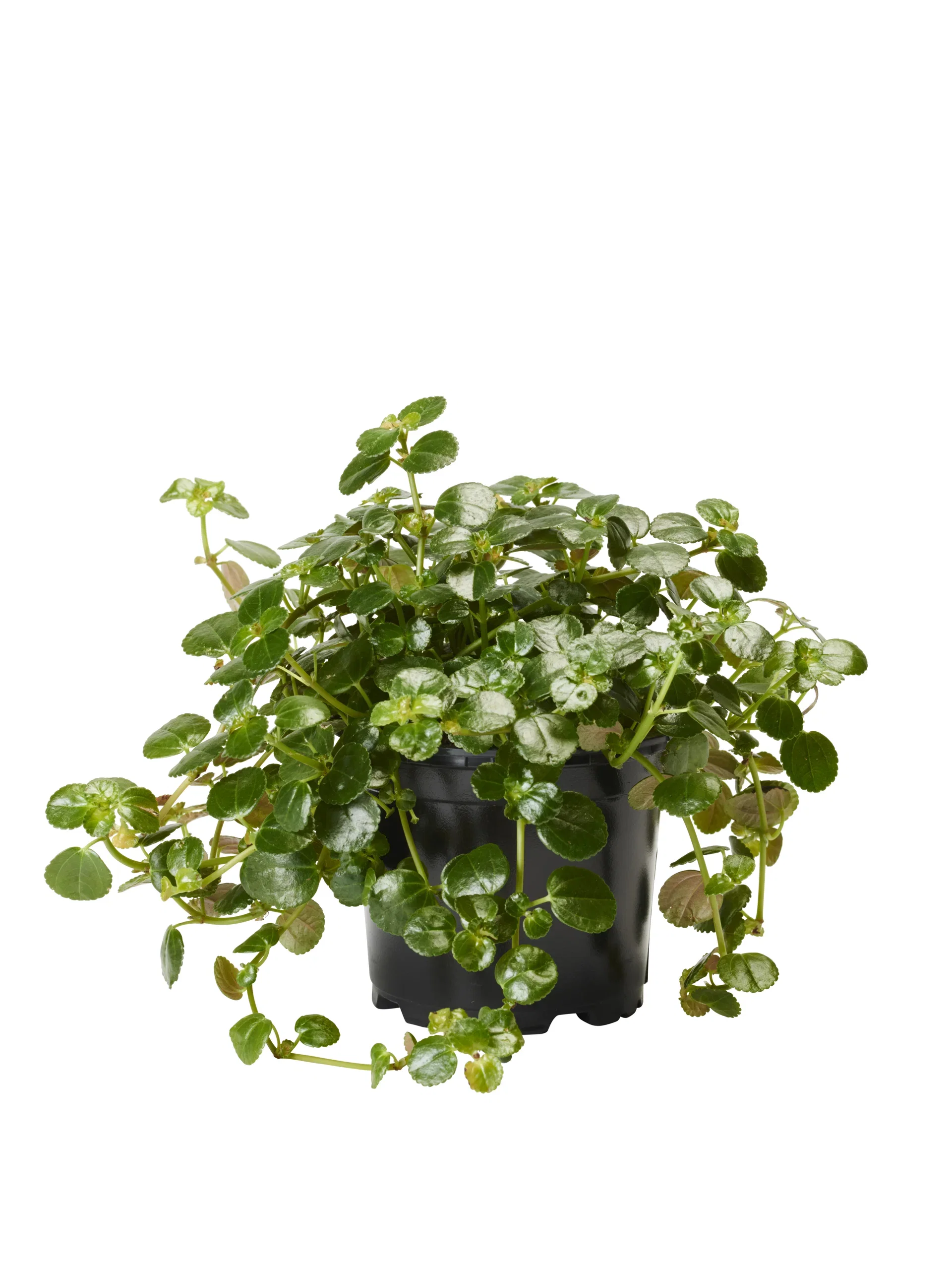 Pilea depressa 10,5 cm