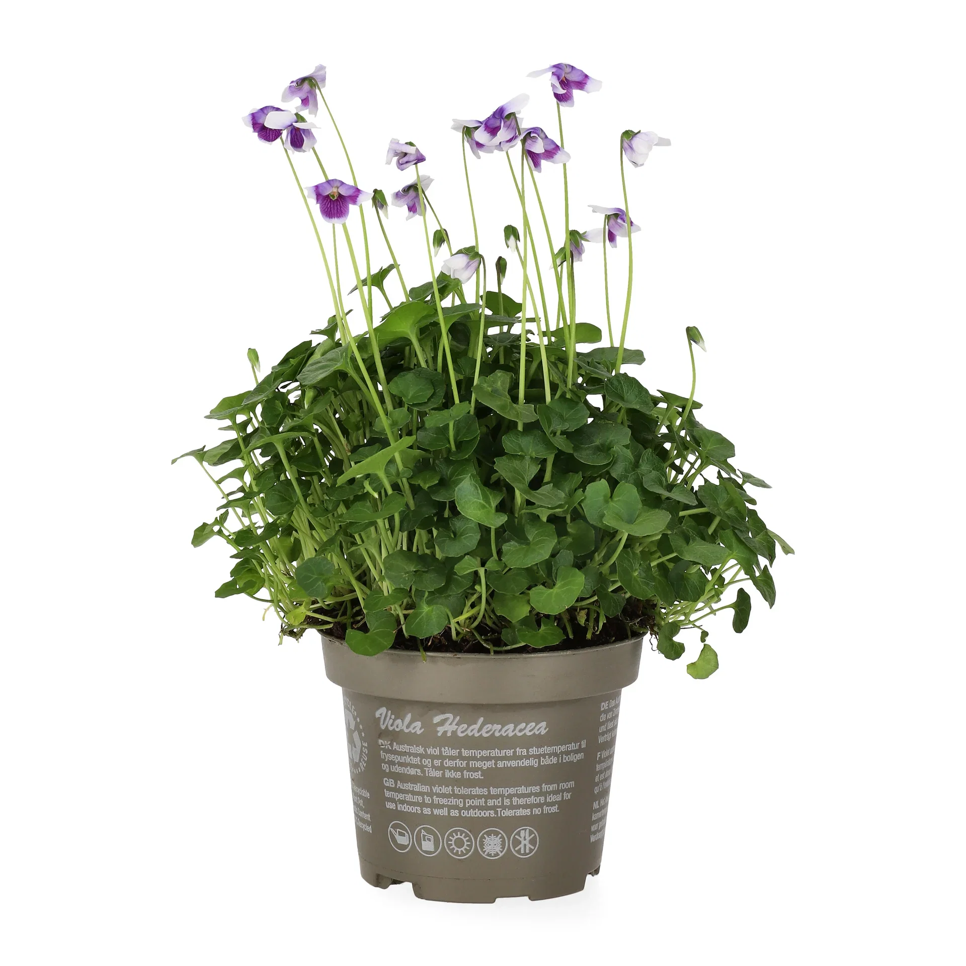 Viola hederacea 10,5 cm