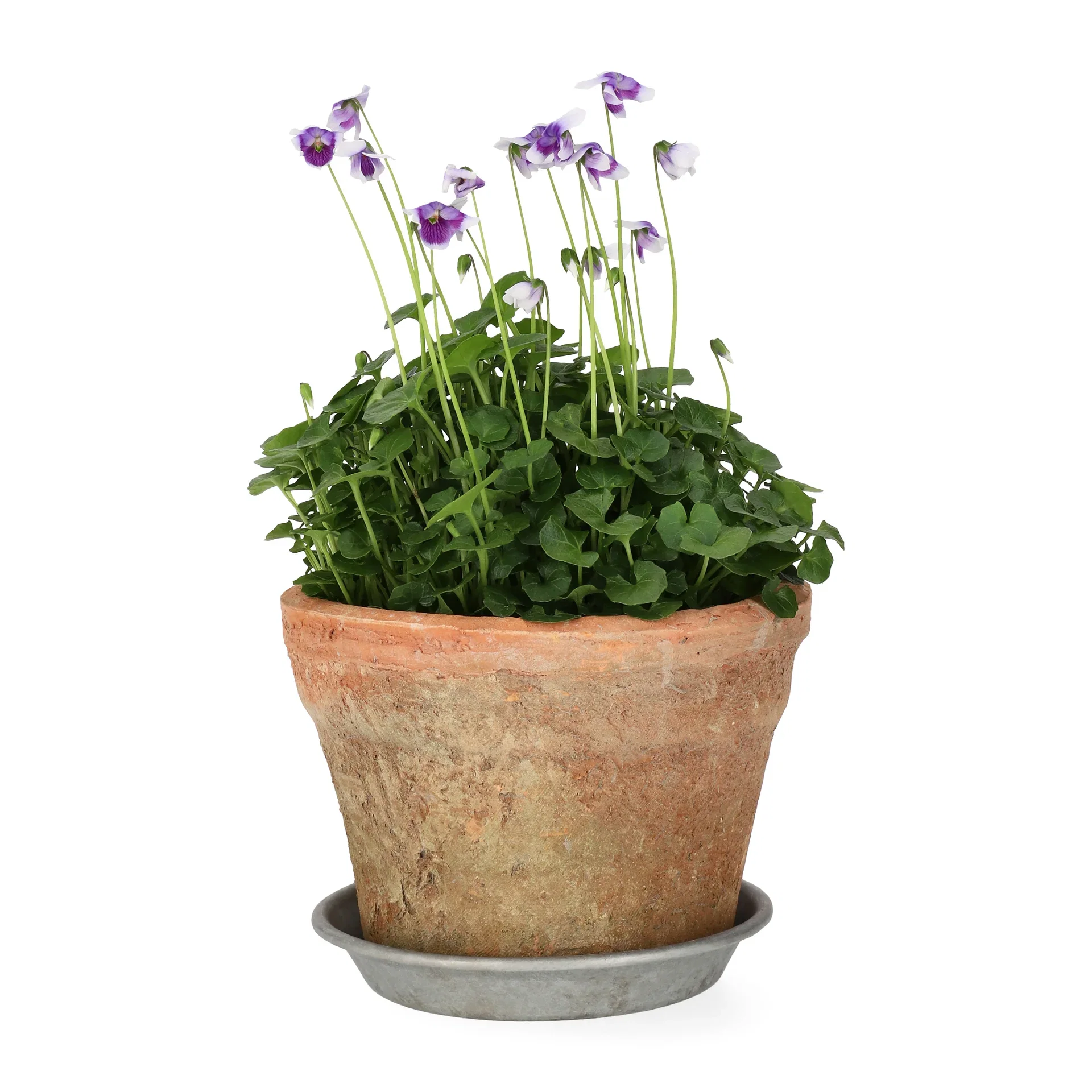 Viola hederacea 10,5 cm